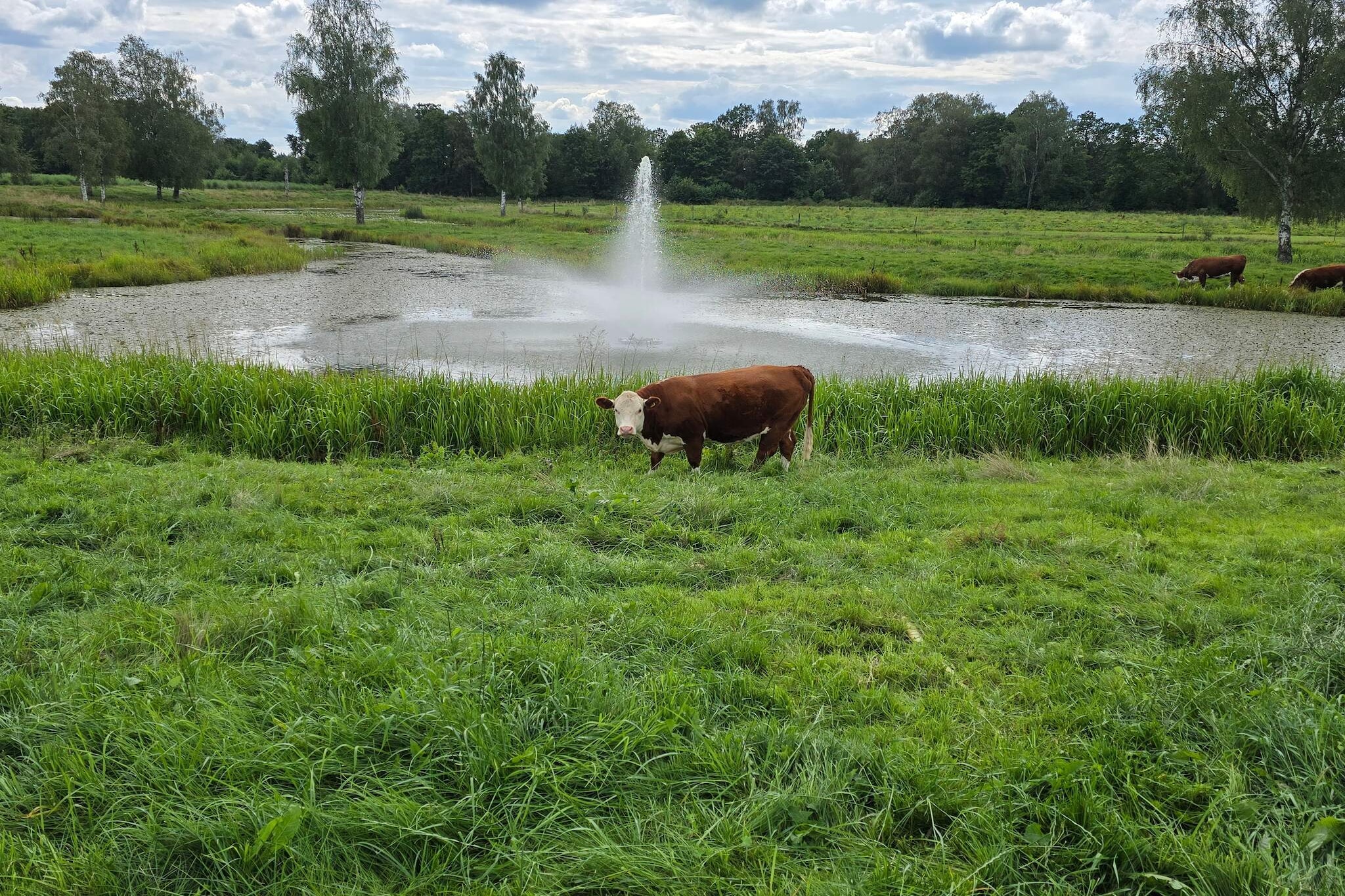 Water View