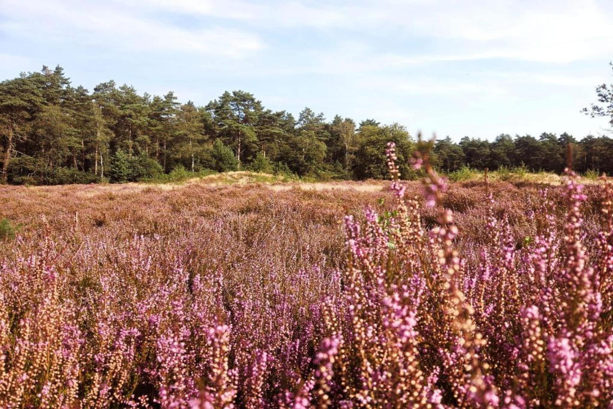 De Weelderik 3-Areas summer 20km