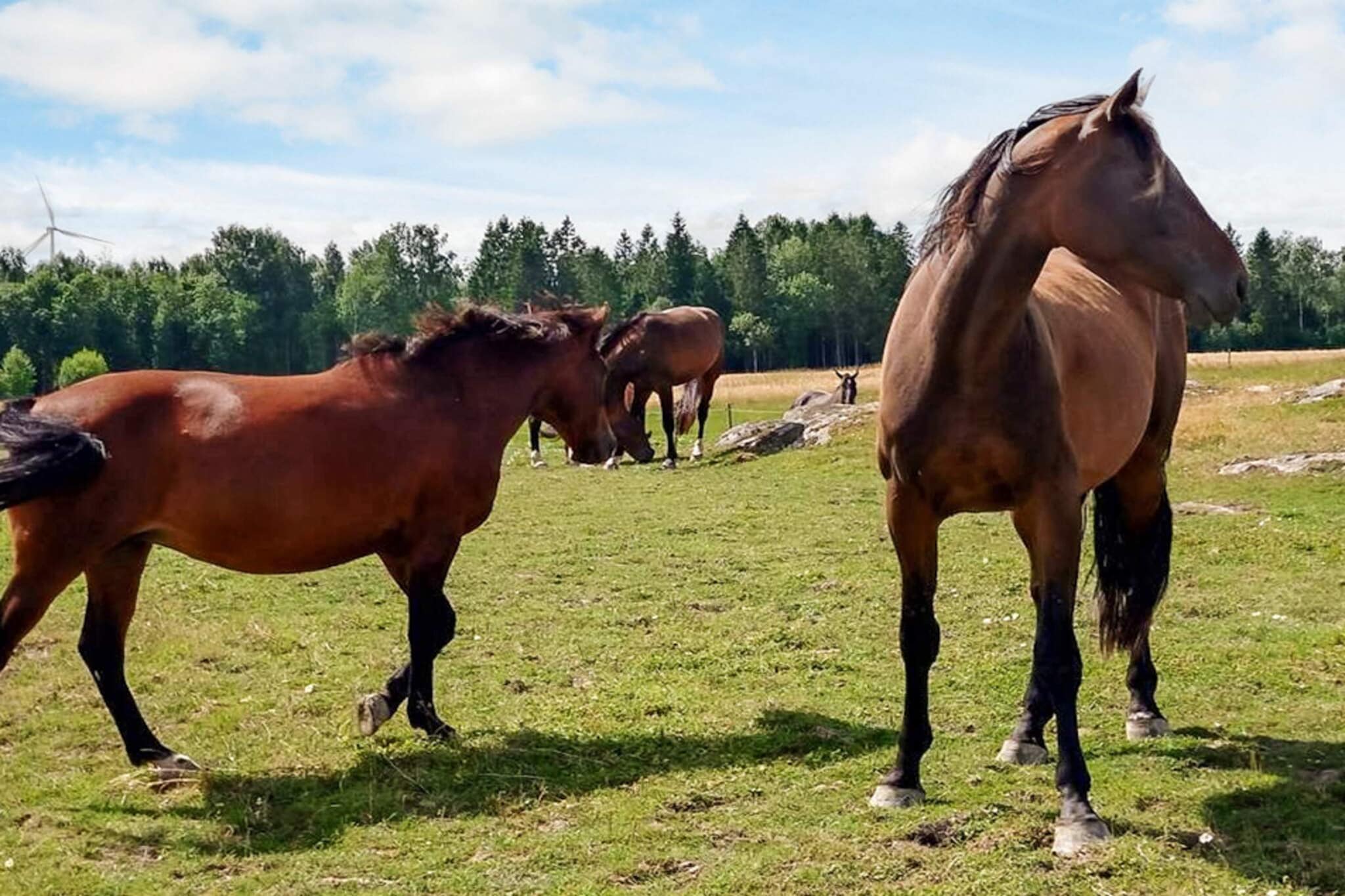 6 persoons vakantie huis in MELLERUD-By Traum - Niet-getagd