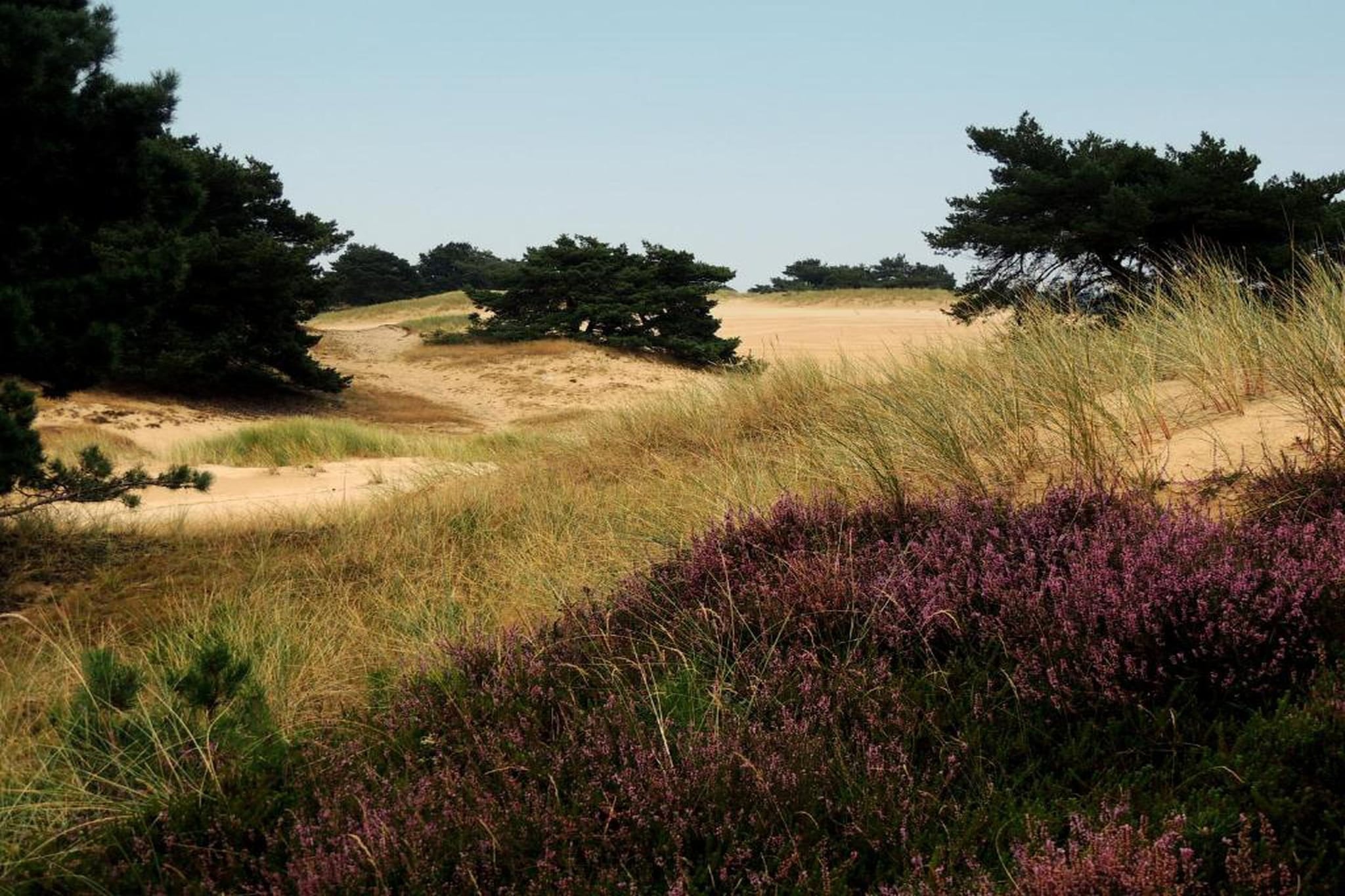 Resort Brinckerduyn 5-Gebieden zomer 20km