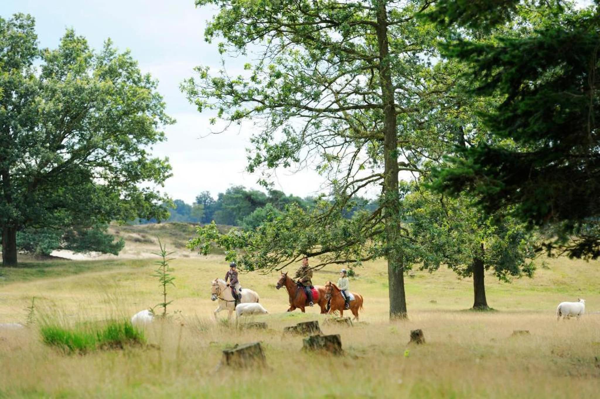 Resort Brinckerduyn 5-Gebieden zomer 20km