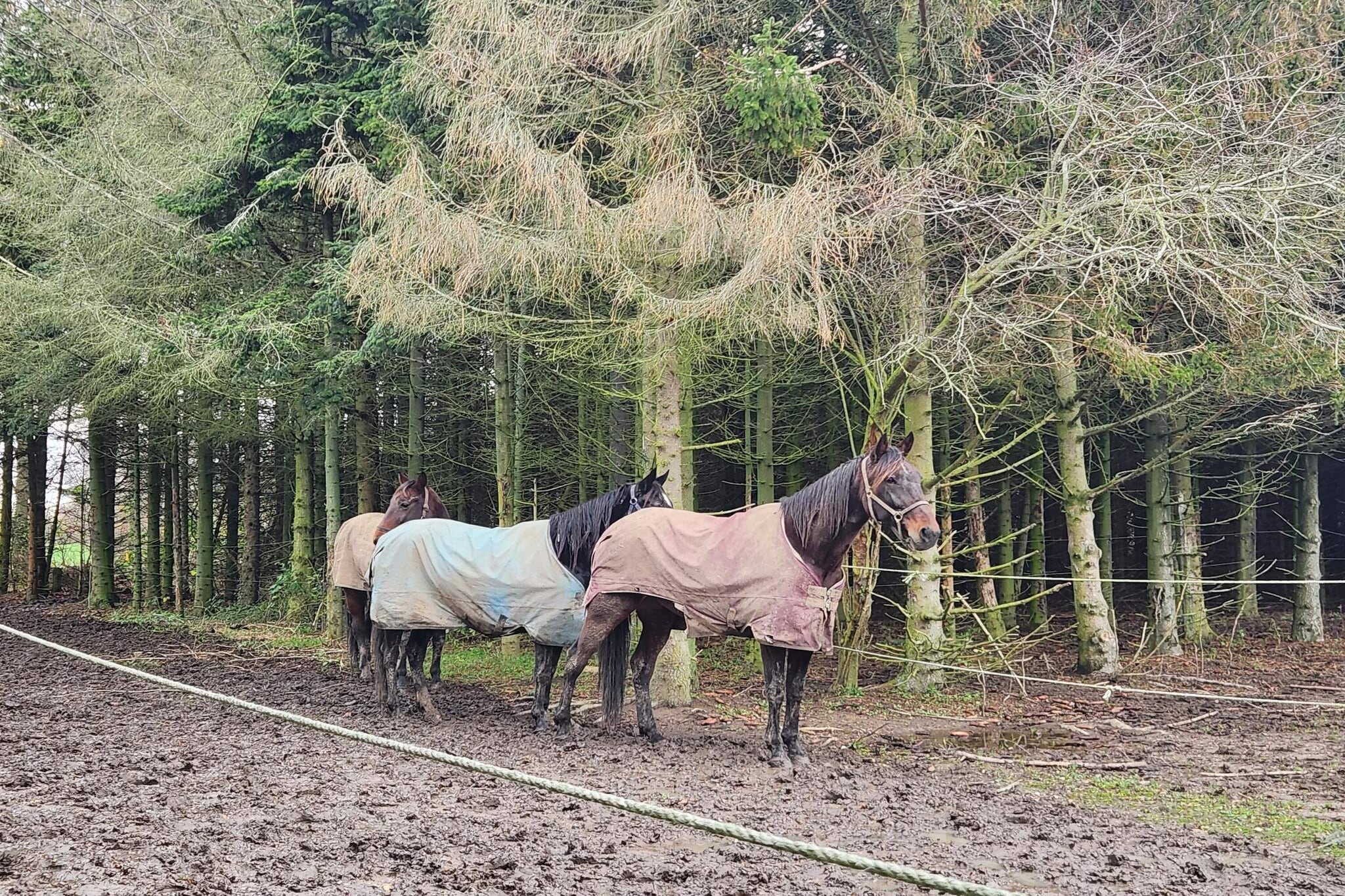 6 person holiday home in Rødvig Stevns-By Traum-Untagged