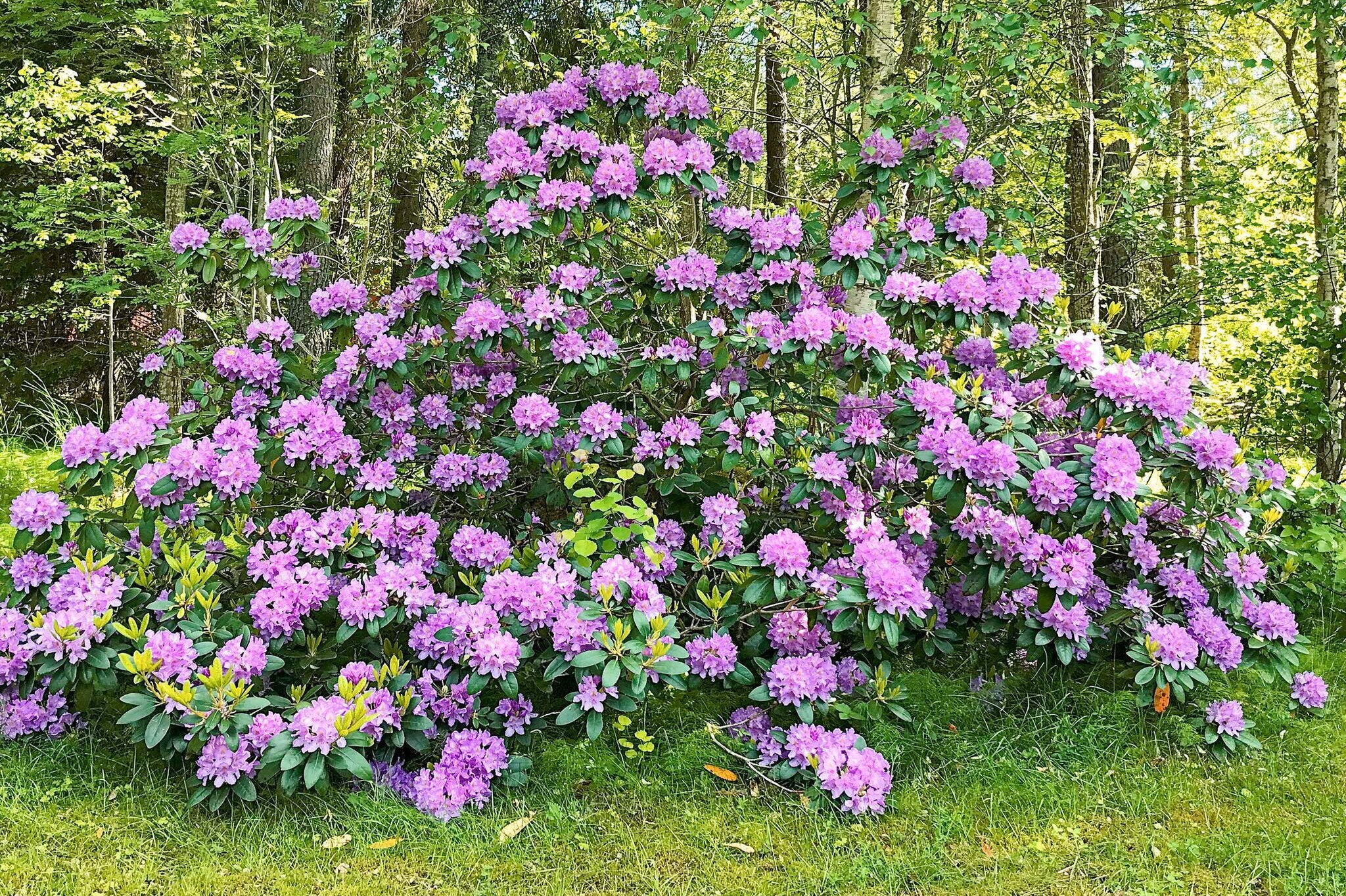 Annex: \n\nInternet Access DSL, Kitchen(cooker(electric), coffee machine, microwave, fridge-freezer), Living/bed room(double folding bed, TV(swedish TV channels)), bedroom(double bed), bathroom(outdoor shower(outside)), heating(electric), garden, parking