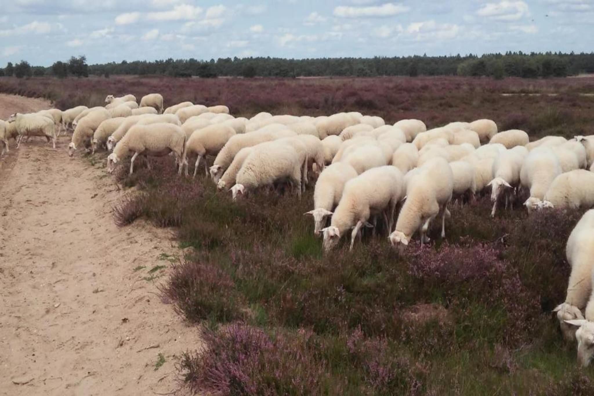 Landgoed De IJsvogel 12-Gebieden zomer 20km