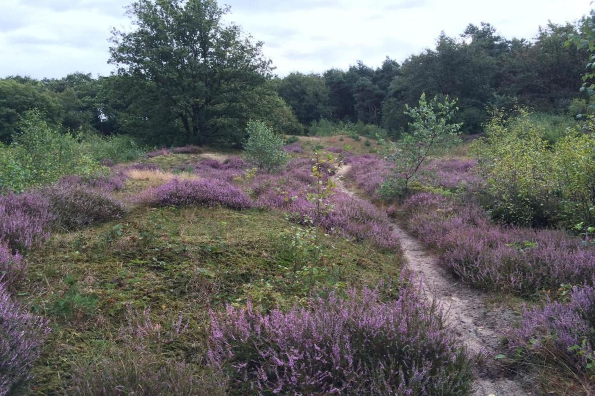 Vakantiepark Klein Vink 24-Gebieden zomer 20km
