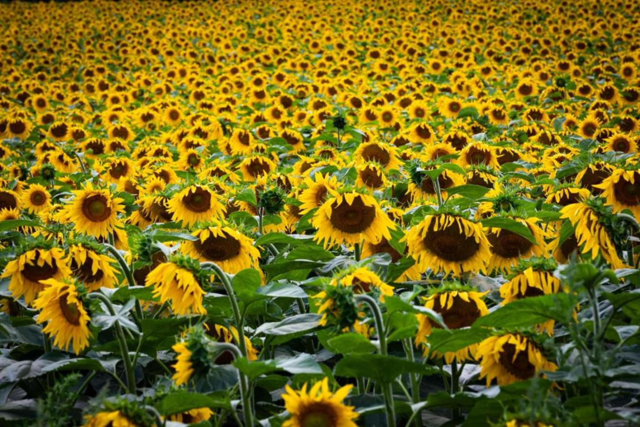 Van Gogh-Gebiete Sommer 20 km