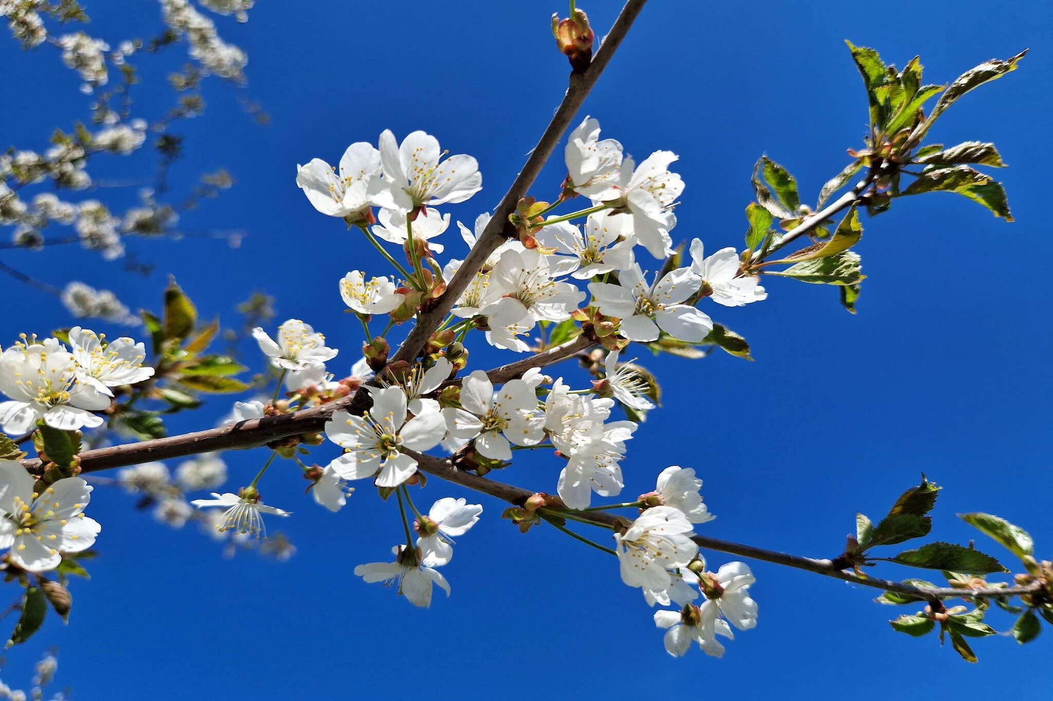 4 star holiday home in SKÃ–VDE-By Traum