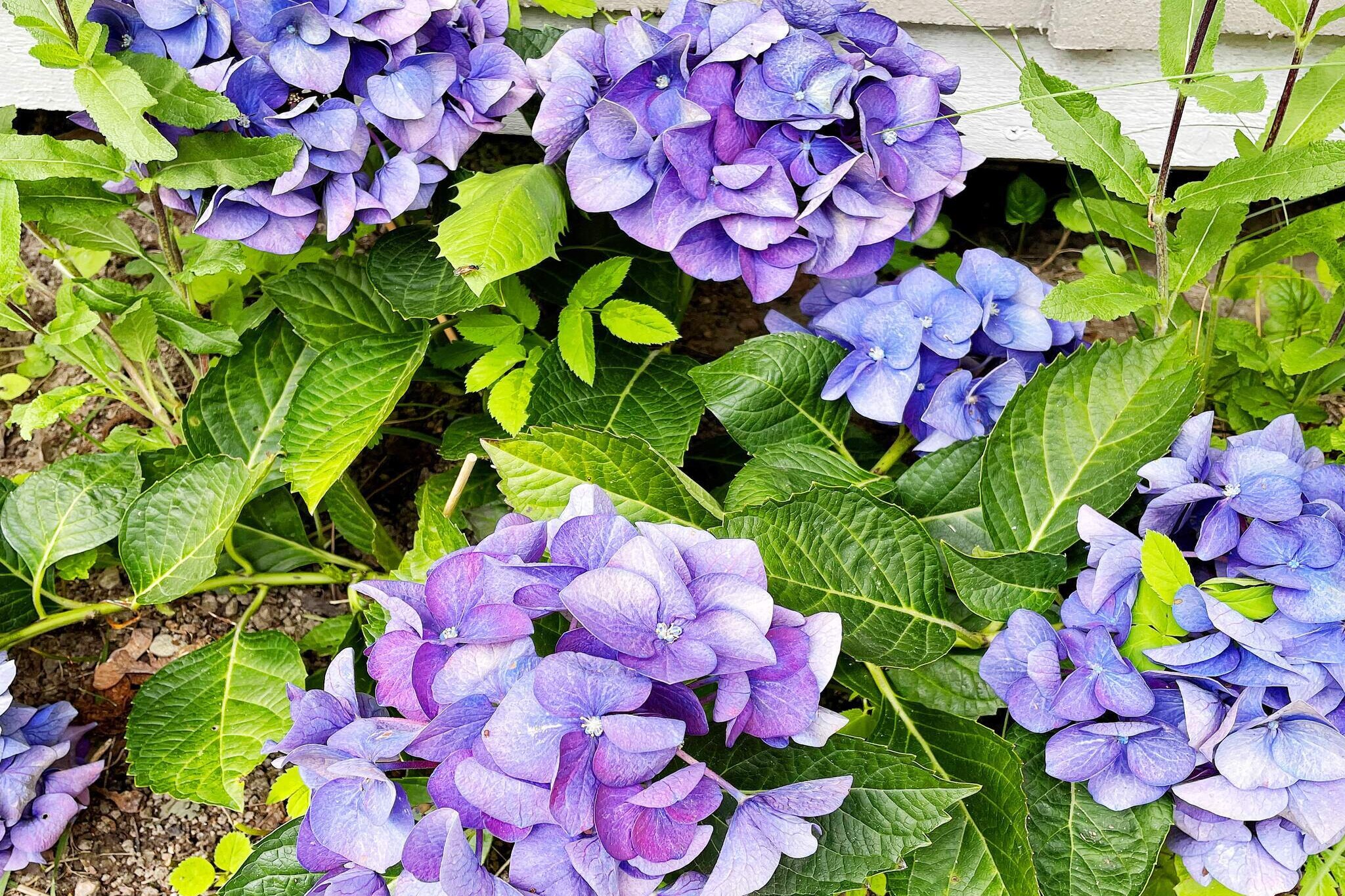 Internet Access DSL, Living room(2x single folding bed, TV), Kitchen(cooker(2 ring stoves), coffee machine, microwave, fridge(+ freezer)), bedroom(2x single bed), bathroom(washbasin, shower, toilet, washing machine), heating(electric)