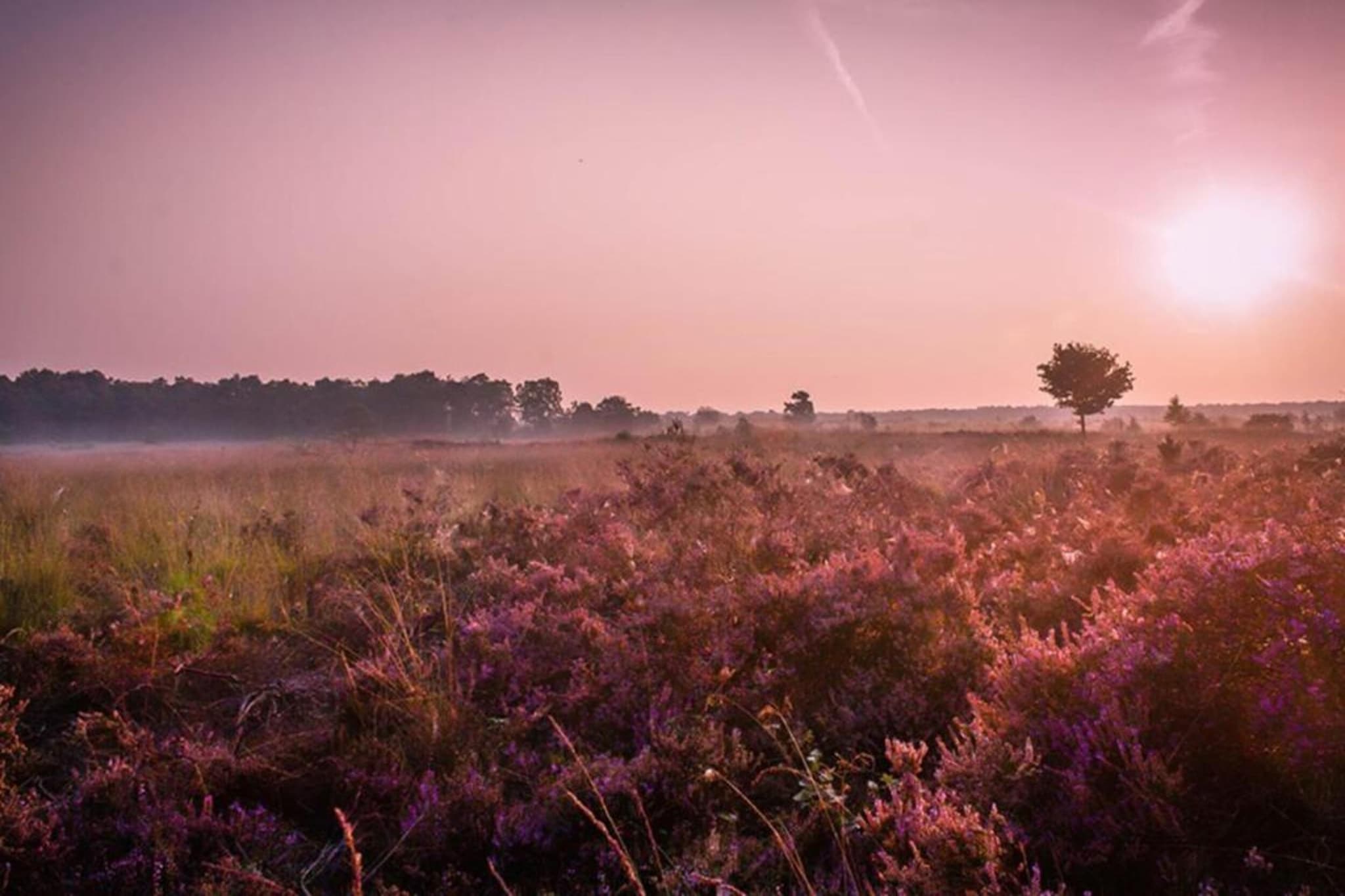 Dwergarend 17-22-Gebieden zomer 20km
