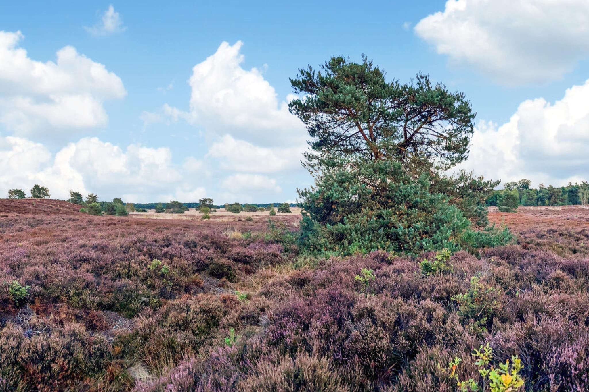 Dwergarend 17-22-Gebieden zomer 20km