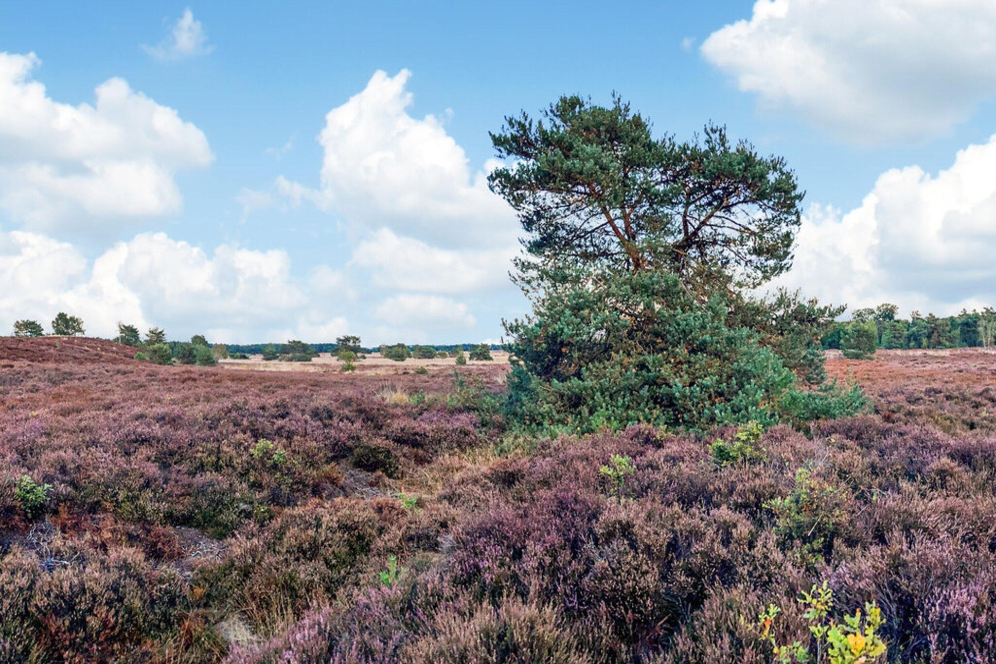 Dwergarend 17-35-Areas summer 20km
