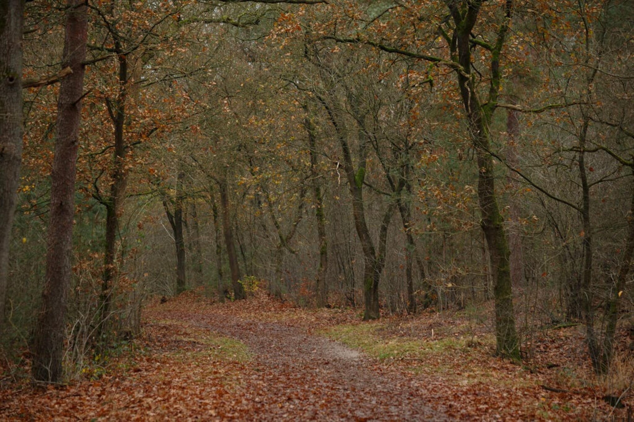 Dwergarend 17-35-Areas summer 20km