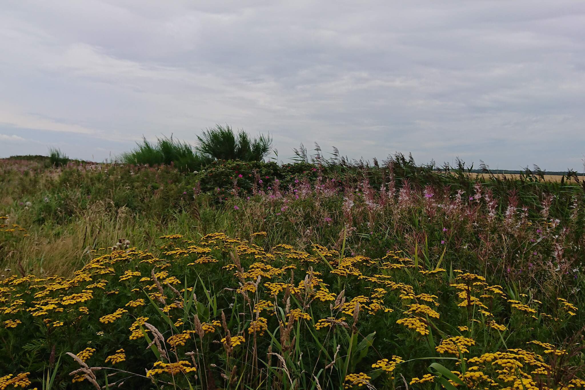 8 persoons vakantie huis in Skjern-By Traum-Niet-getagd