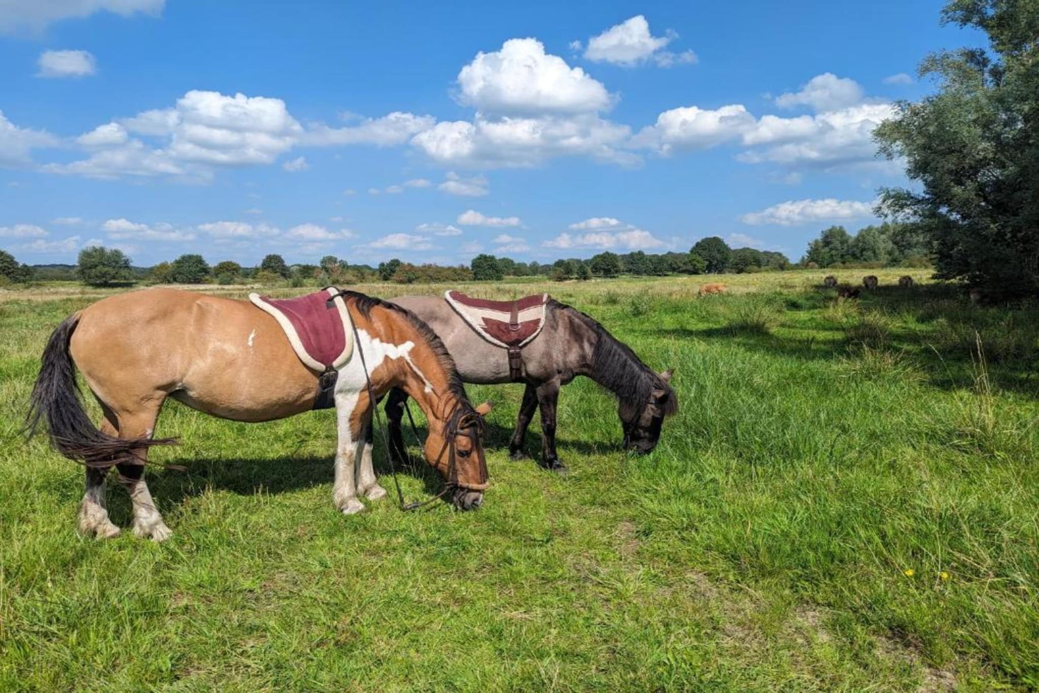 Vakantie bij Meeussen - Molendal 4-Areas summer 20km