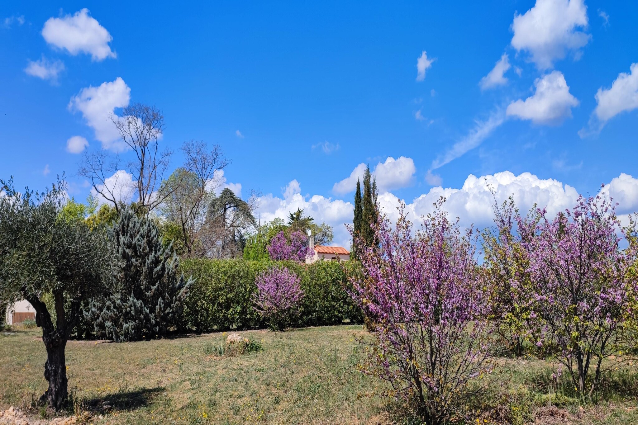 Garden Summer