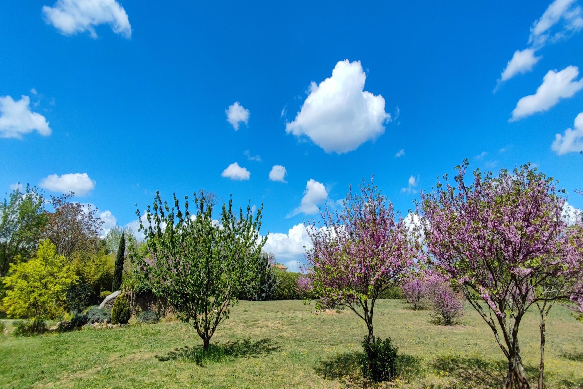 Garden Summer