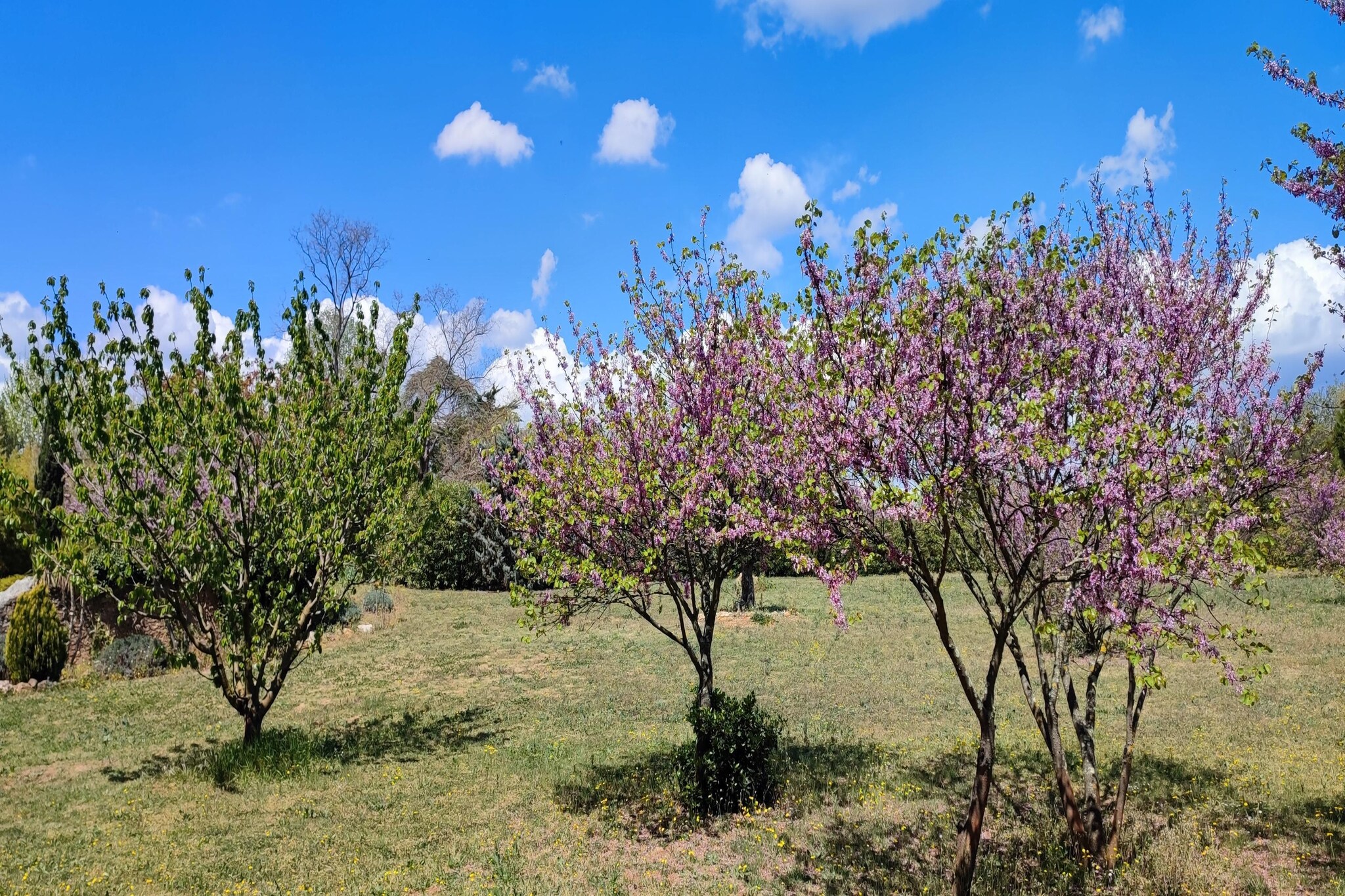Garden Summer