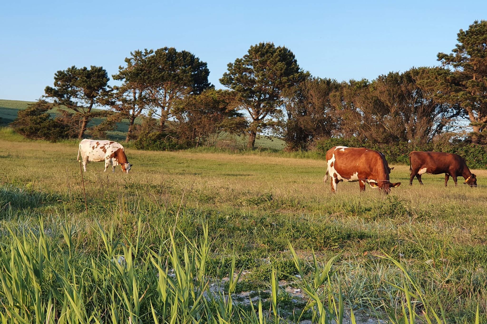 4 persoons vakantie huis in Holbæk-By Traum-Niet-getagd