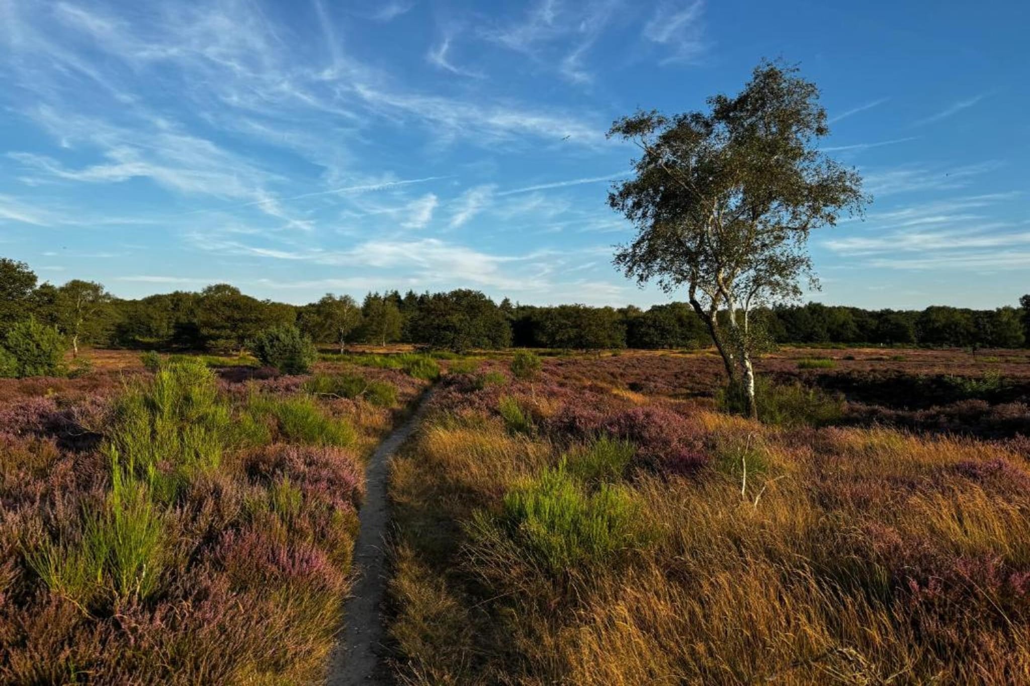 Park Haarle-Gebieden zomer 5km