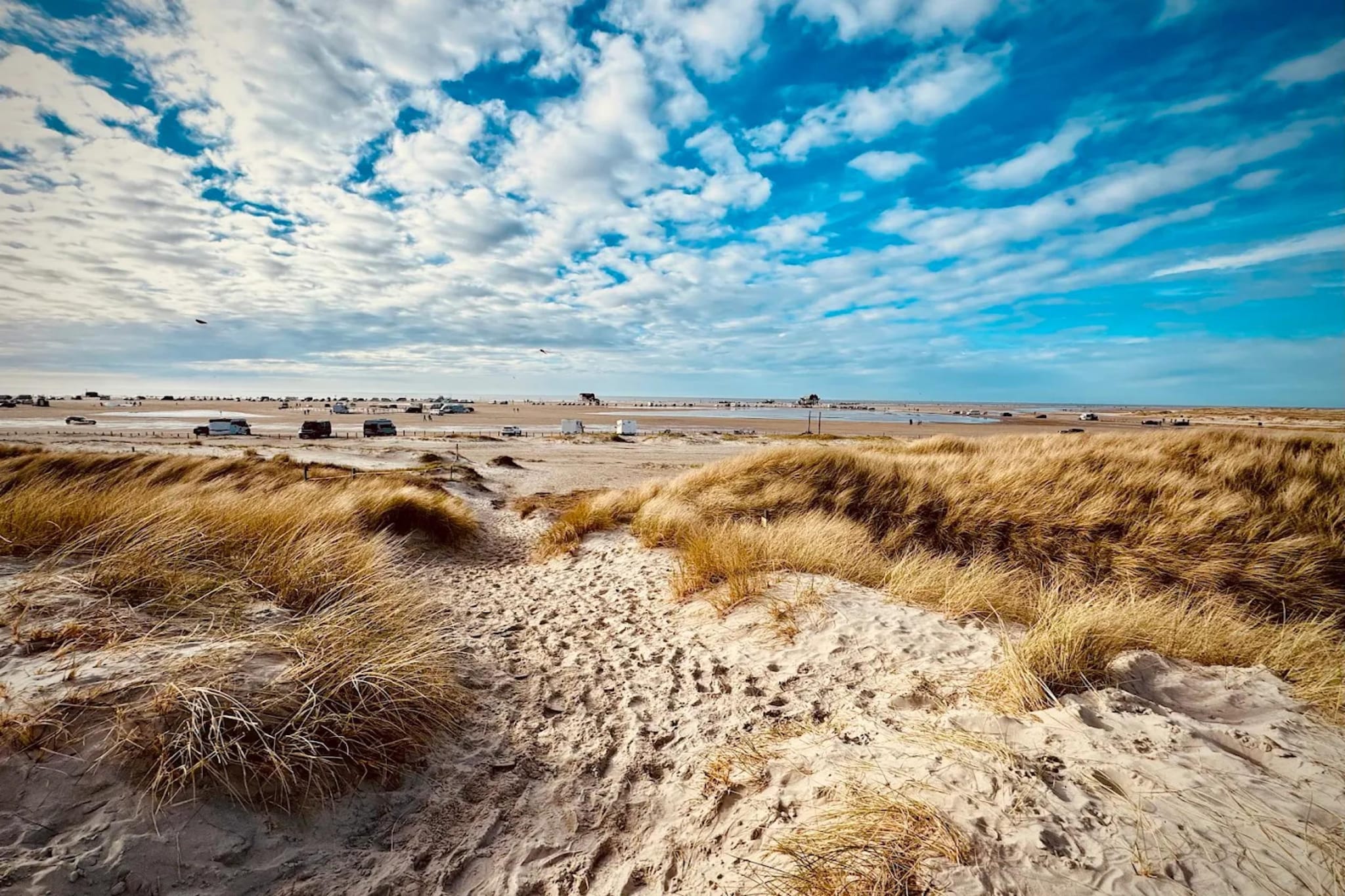 Stranddistel-Gebieden zomer 5km