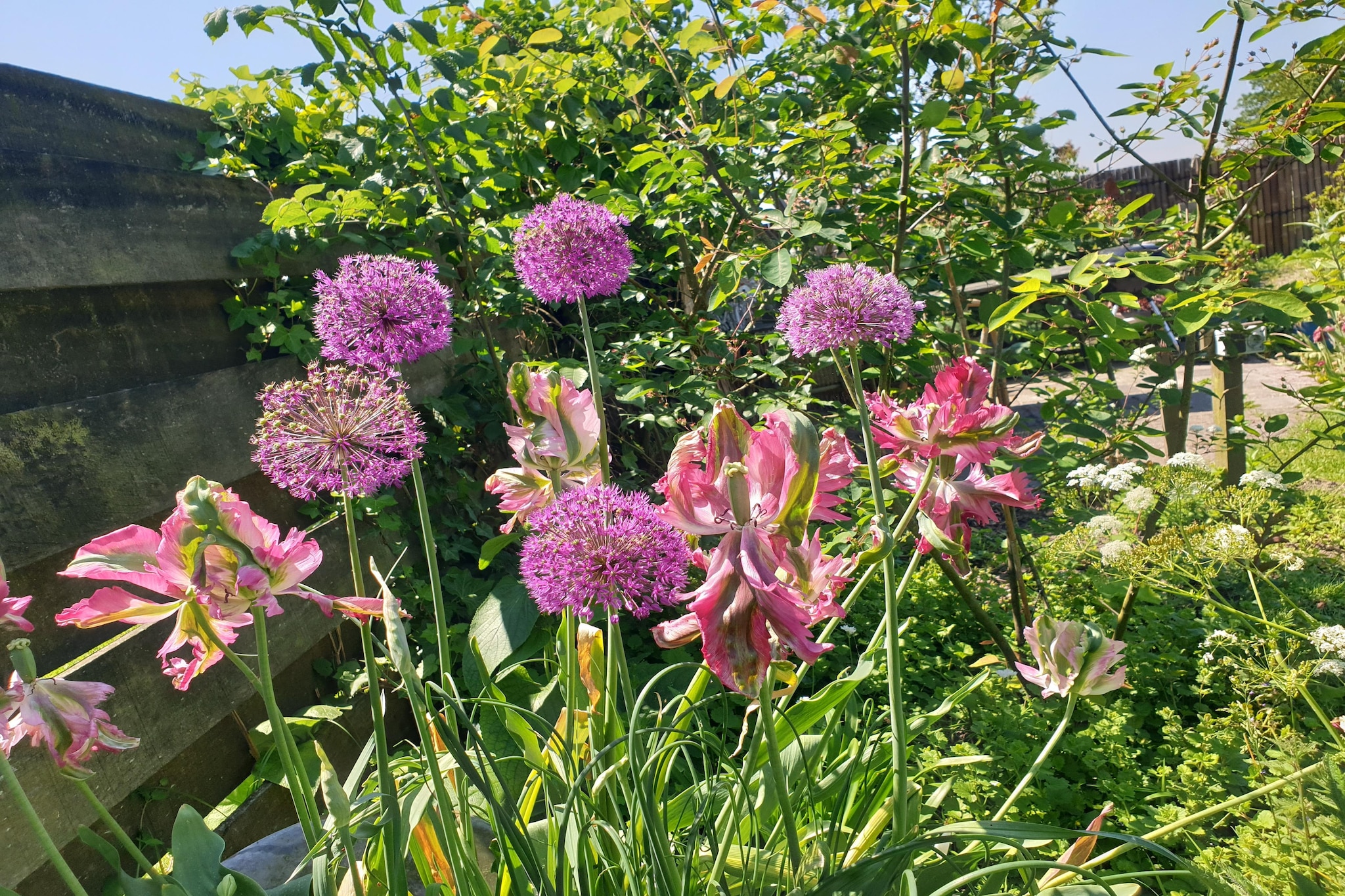 Garden Summer