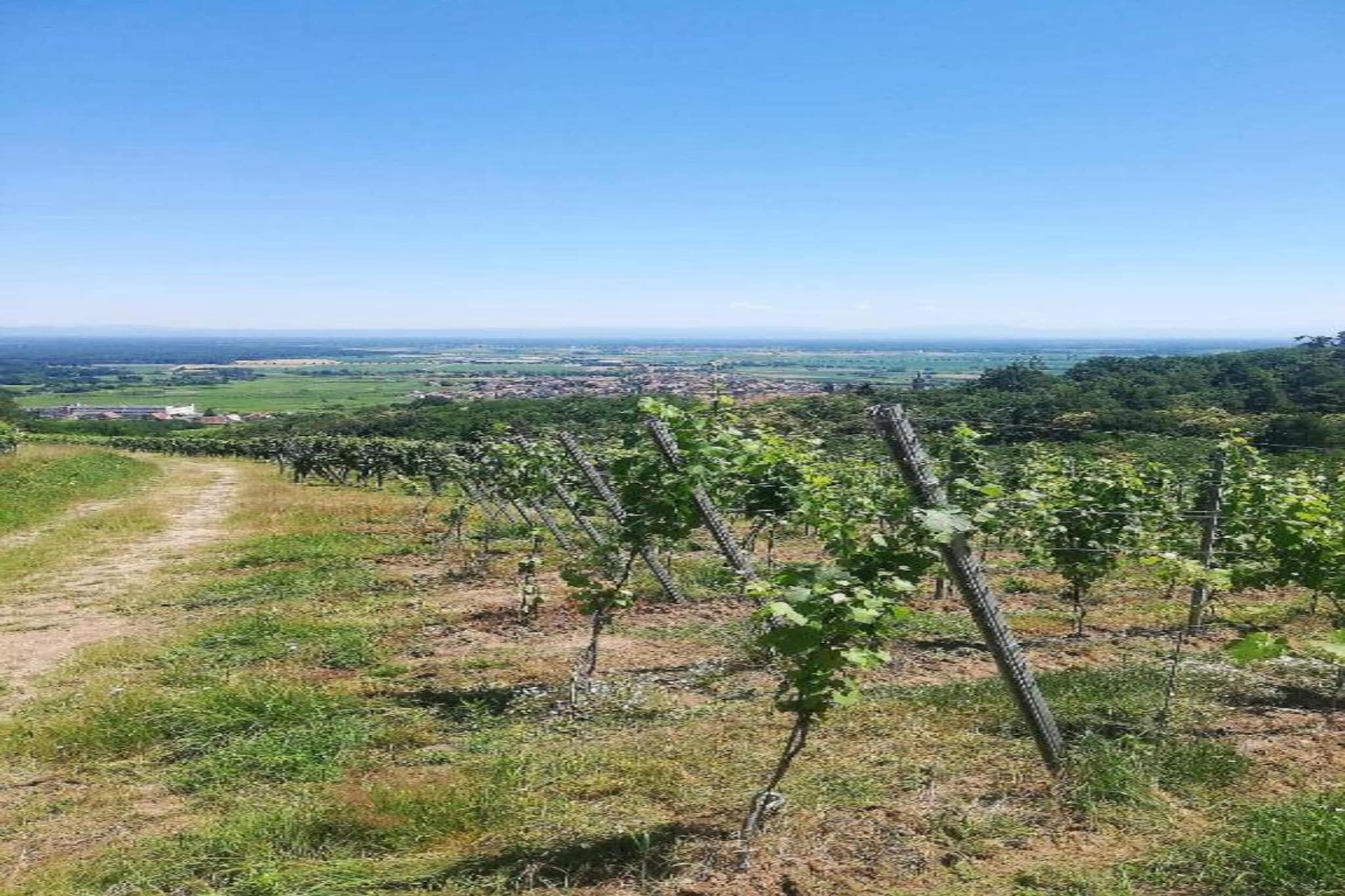 Magnifique Appartement Alsacien-Gebieden zomer 20km