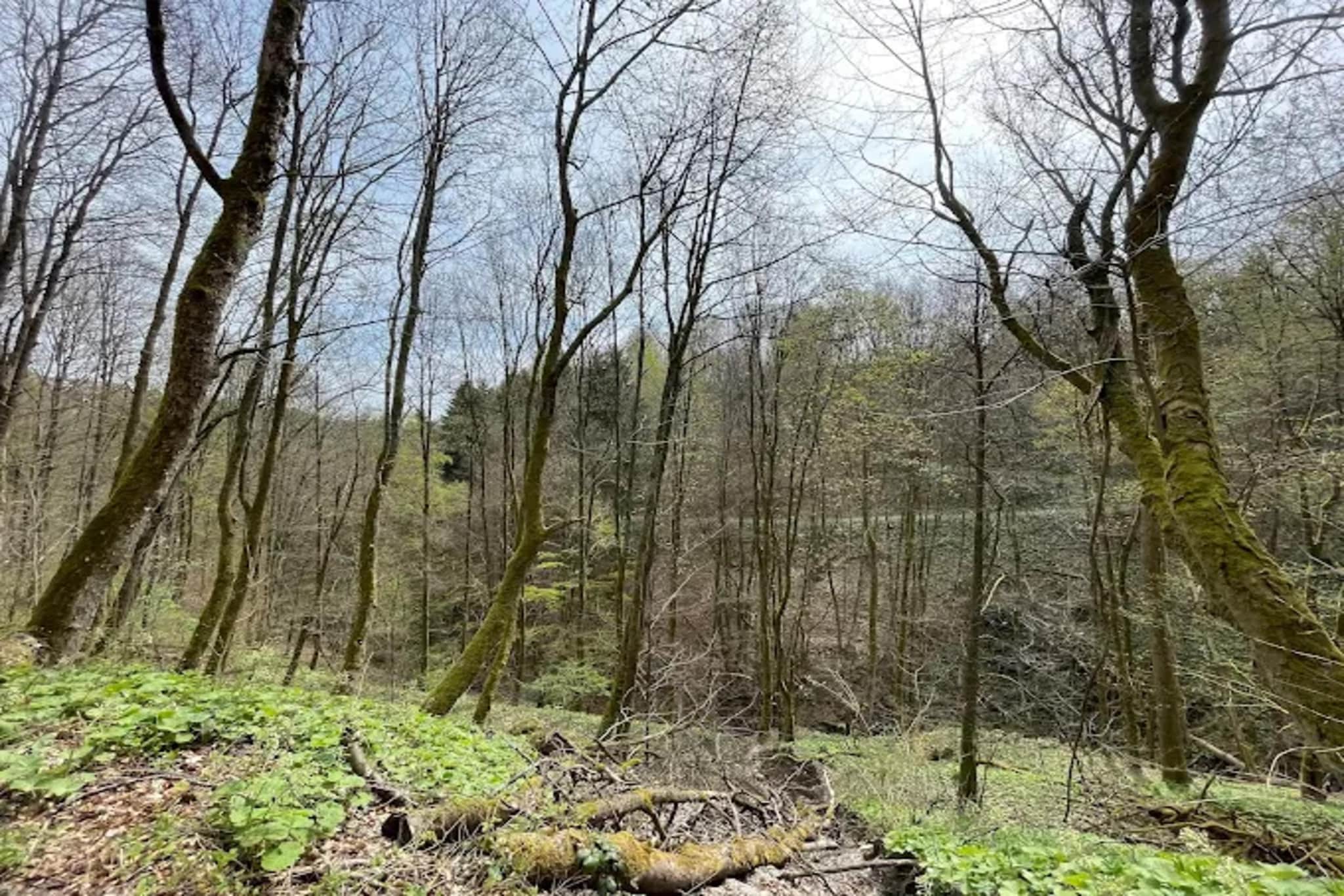 Auszeit Winterberg-Gebieden zomer 5km