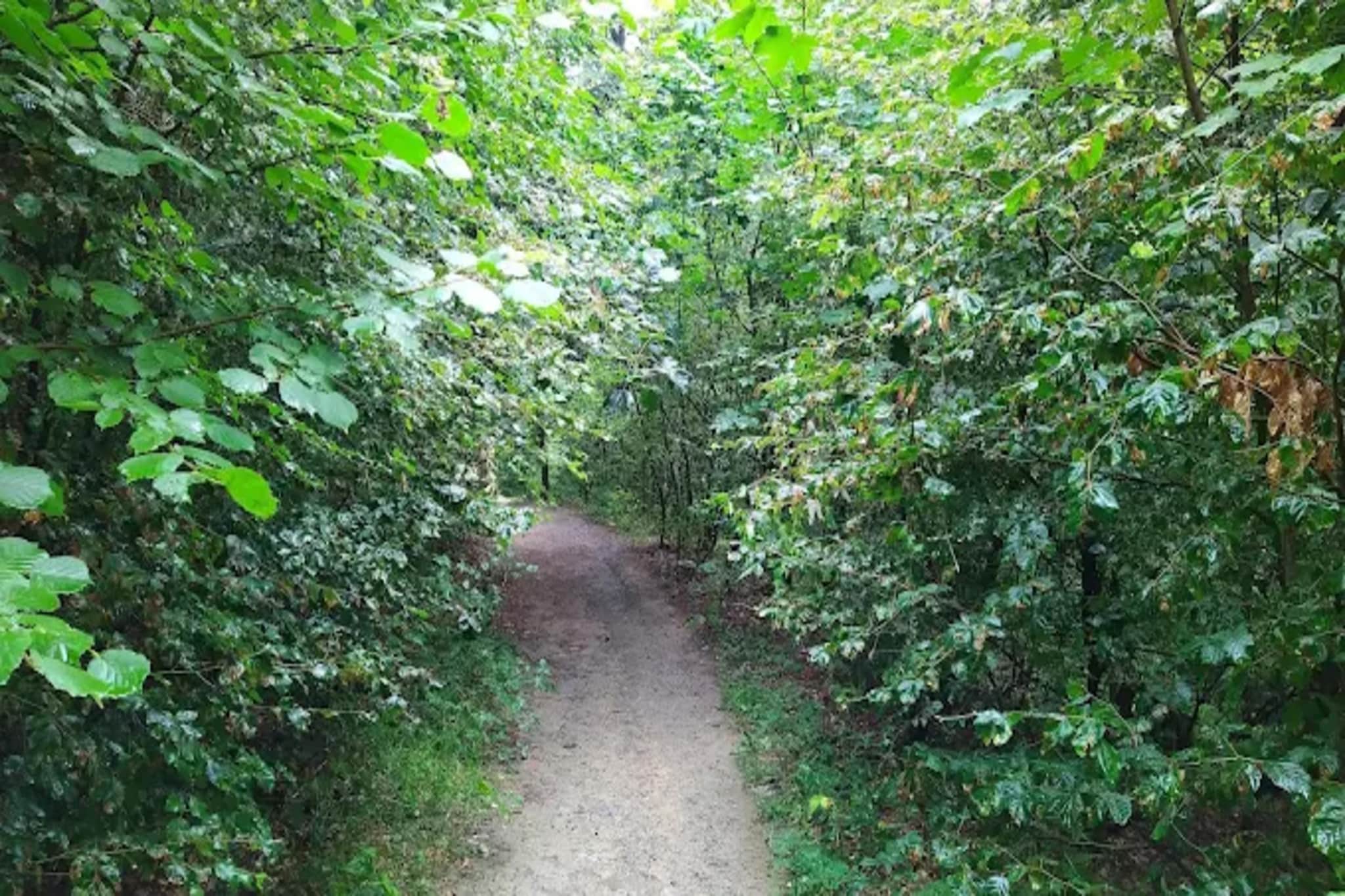 Auszeit Winterberg-Gebieden zomer 5km