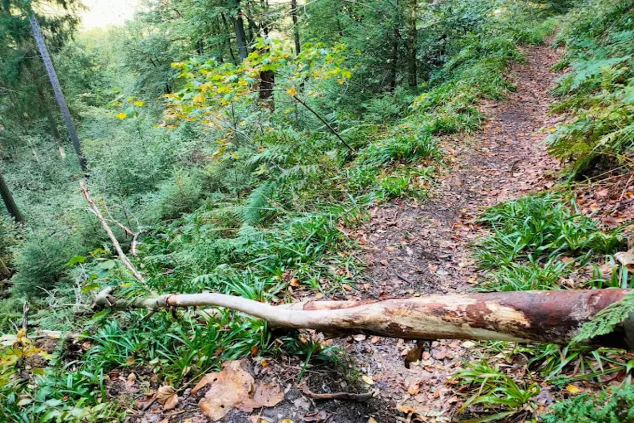 Auszeit Winterberg-Gebieden zomer 5km