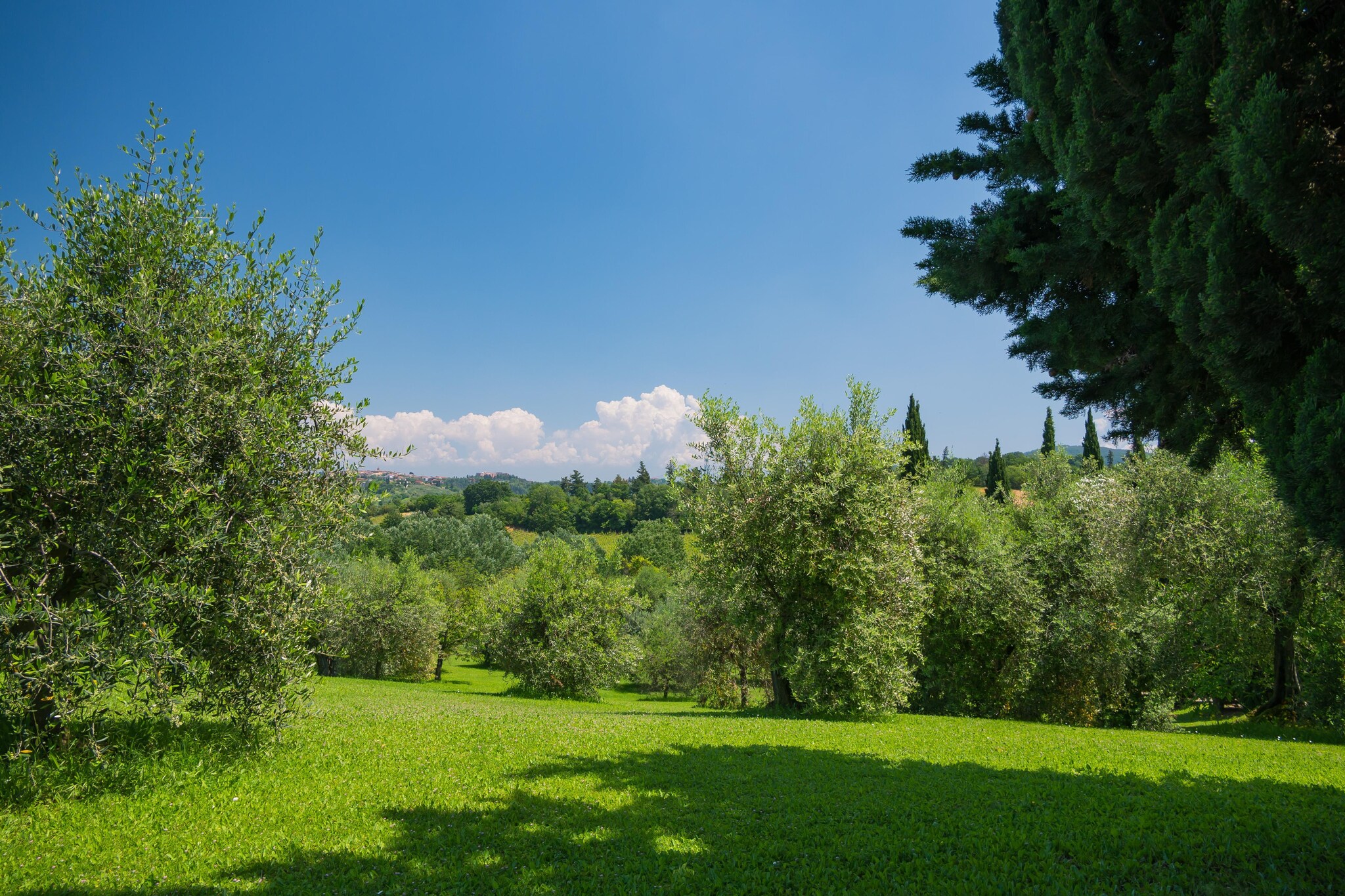 Garden Summer