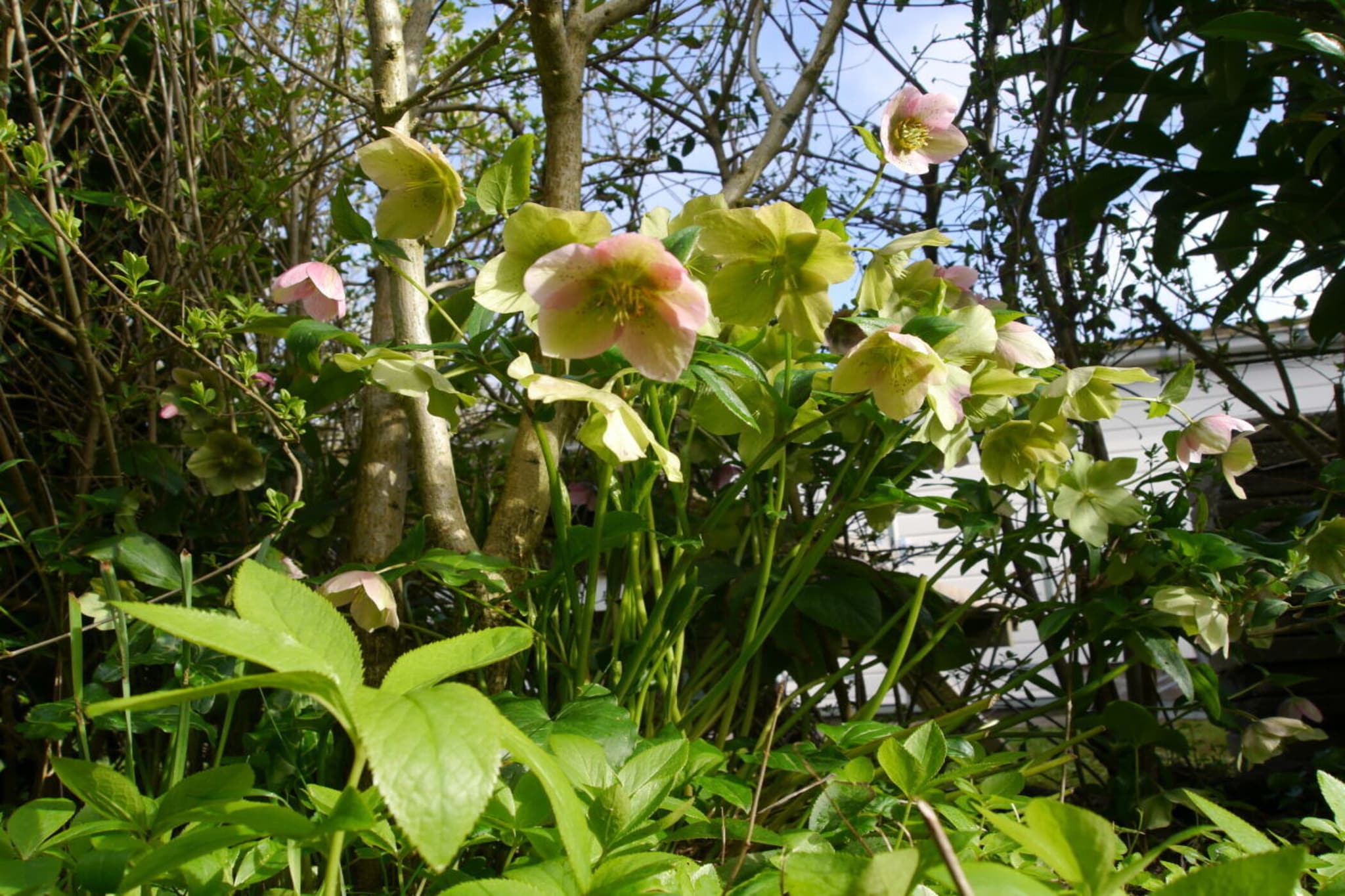 492018-Gardens summer