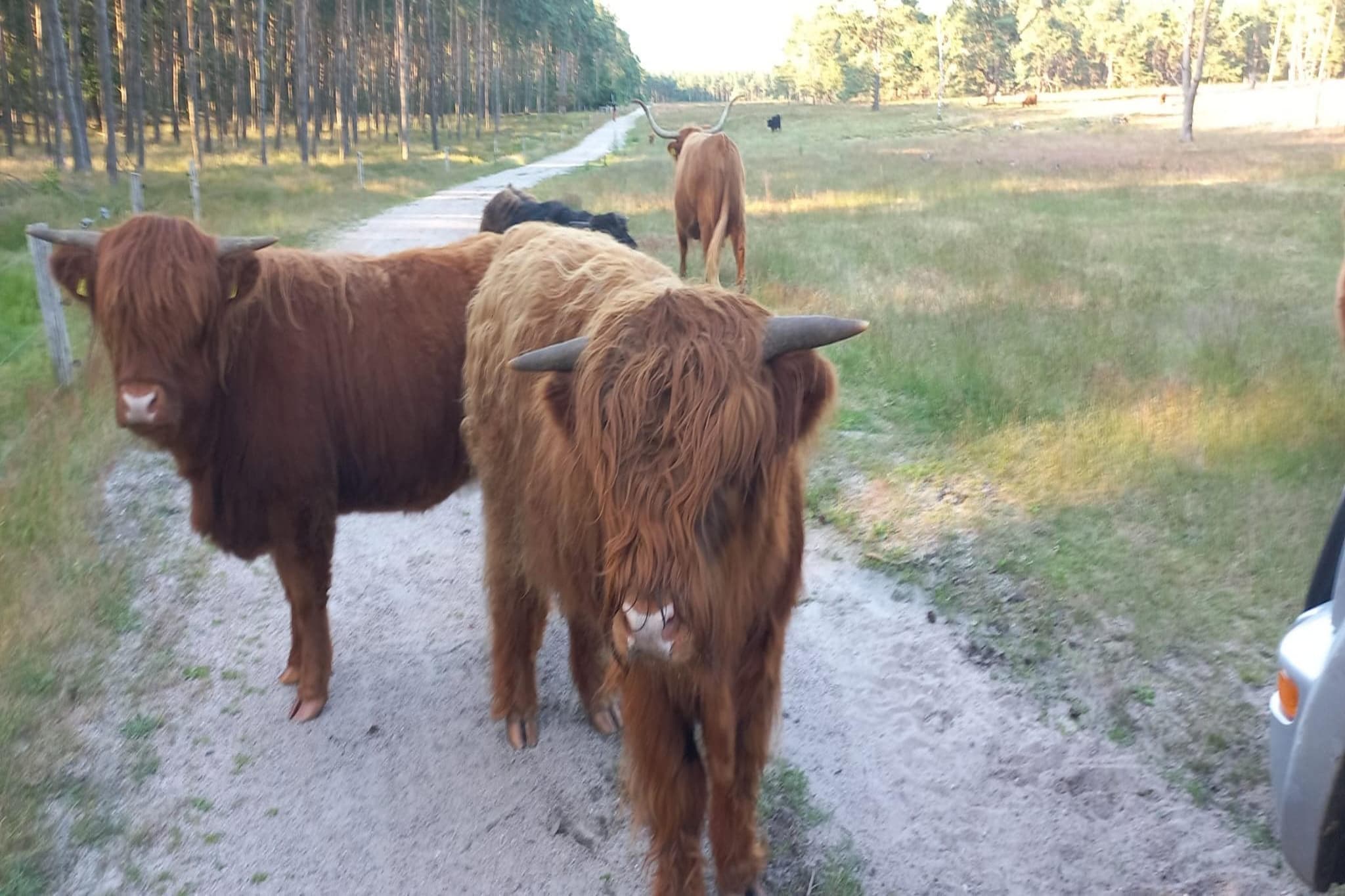 Lodge David - Gebieden zomer 1km