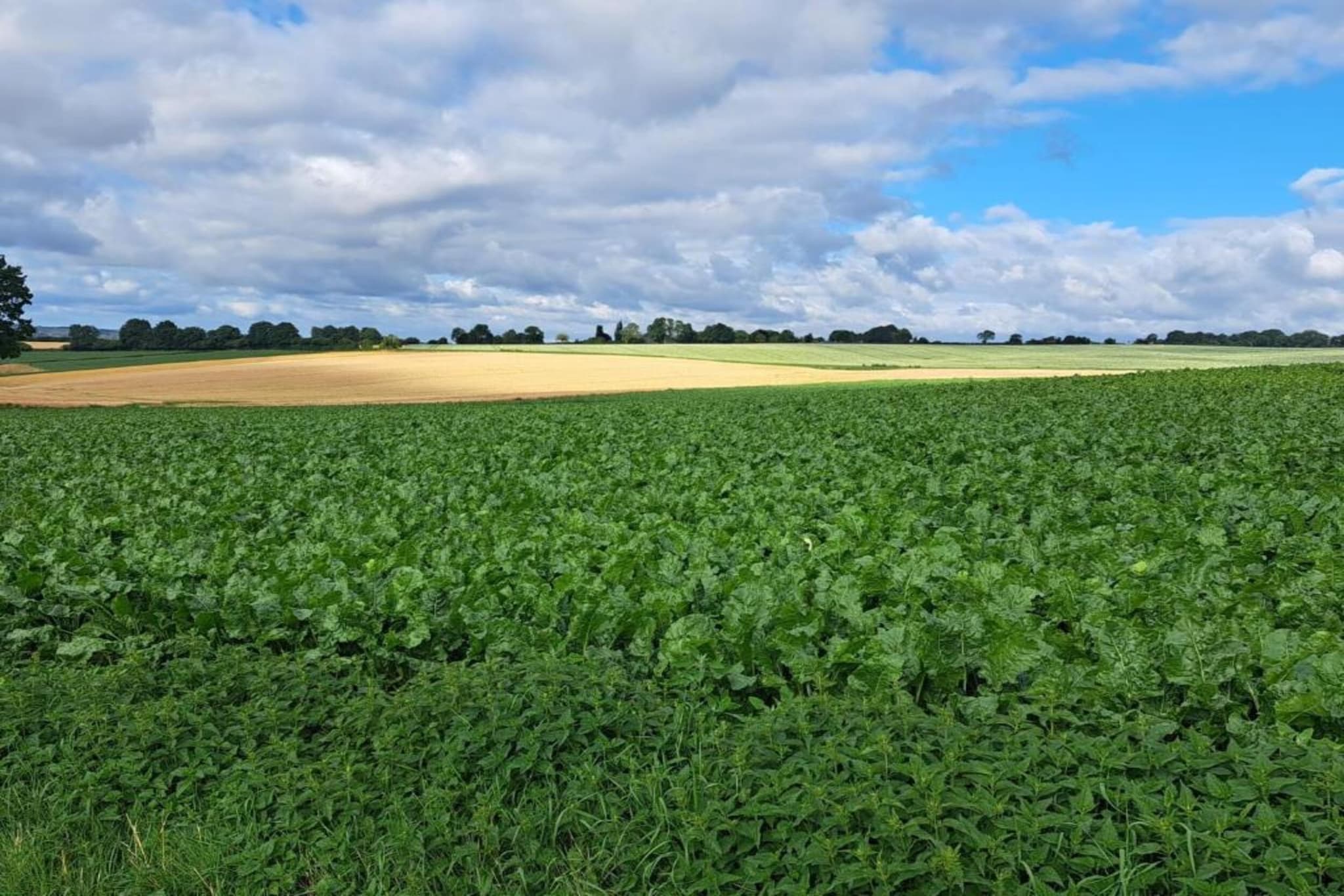 B&B Overloon 4 Personen-Gebieden zomer 20km