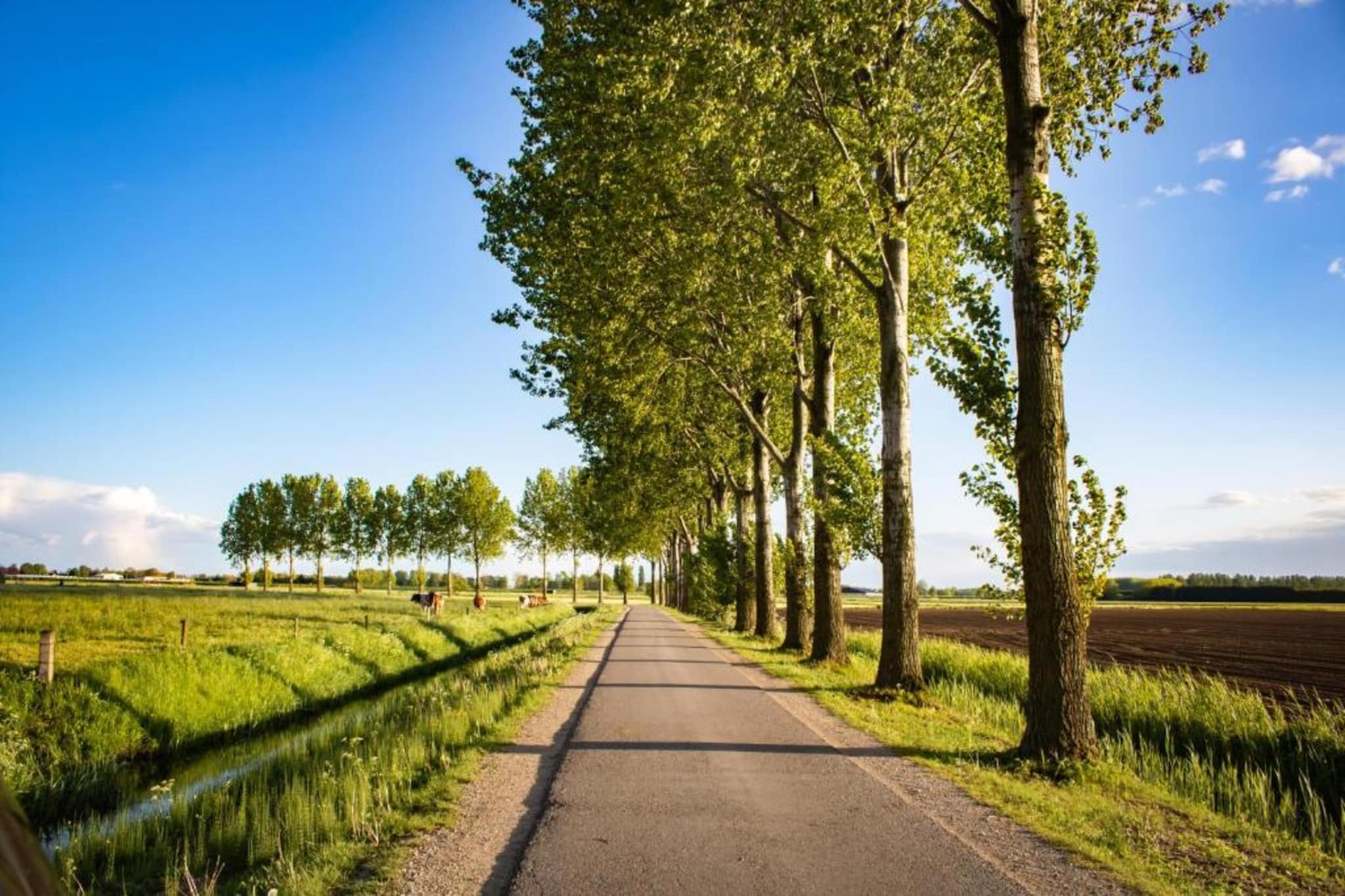 Halseweg 54-Gebieden zomer 20km