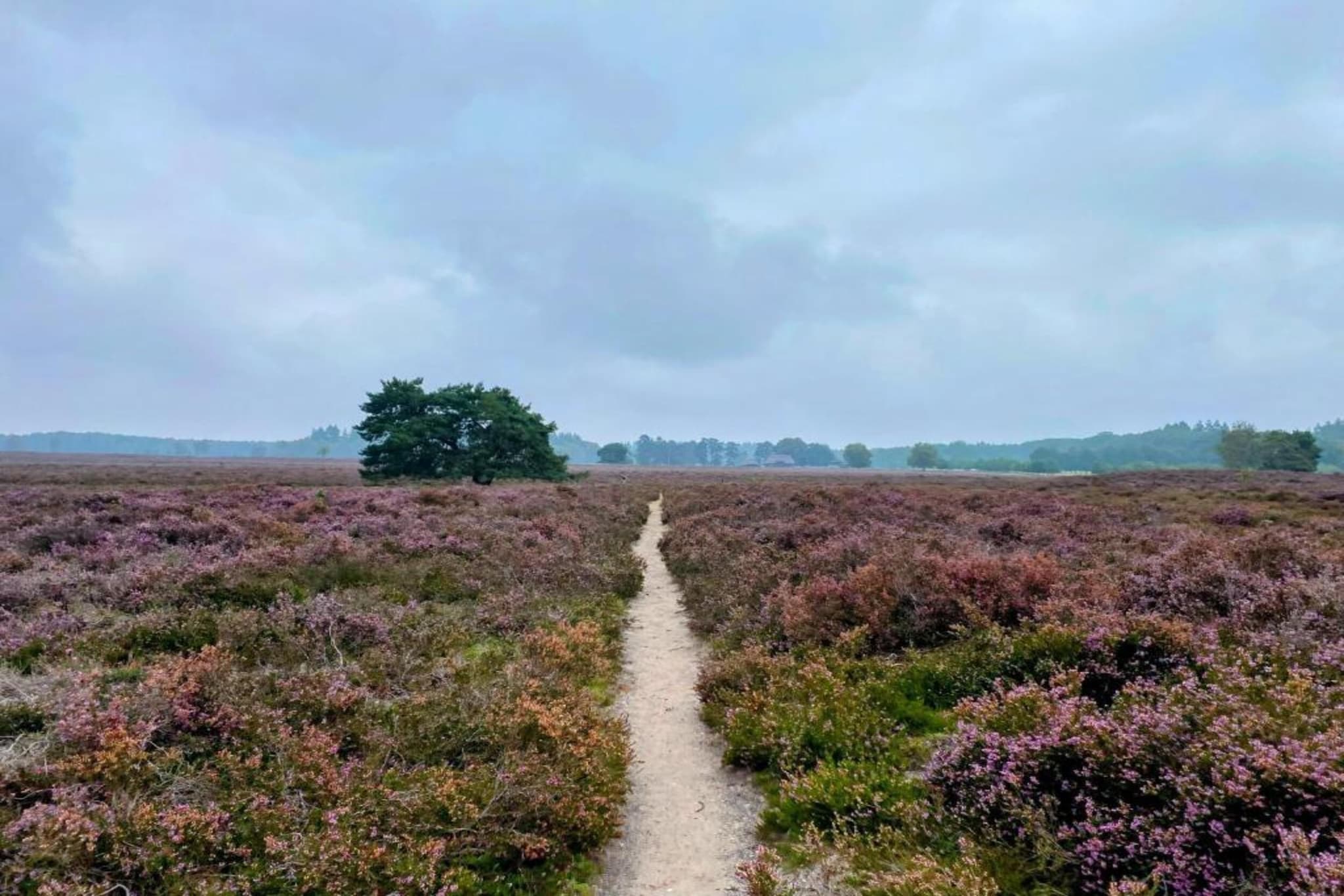 Halseweg 54-Gebieden zomer 20km