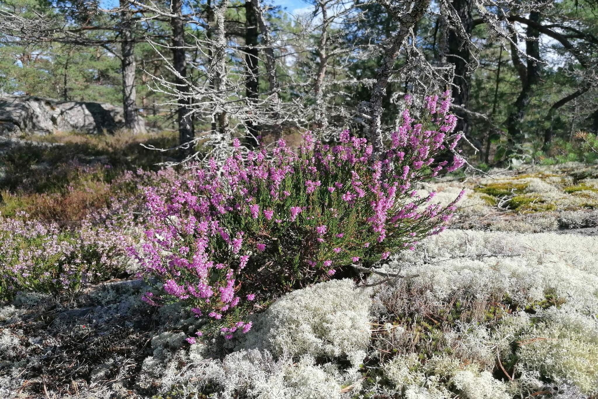 4 person holiday home in INGARÃ–
