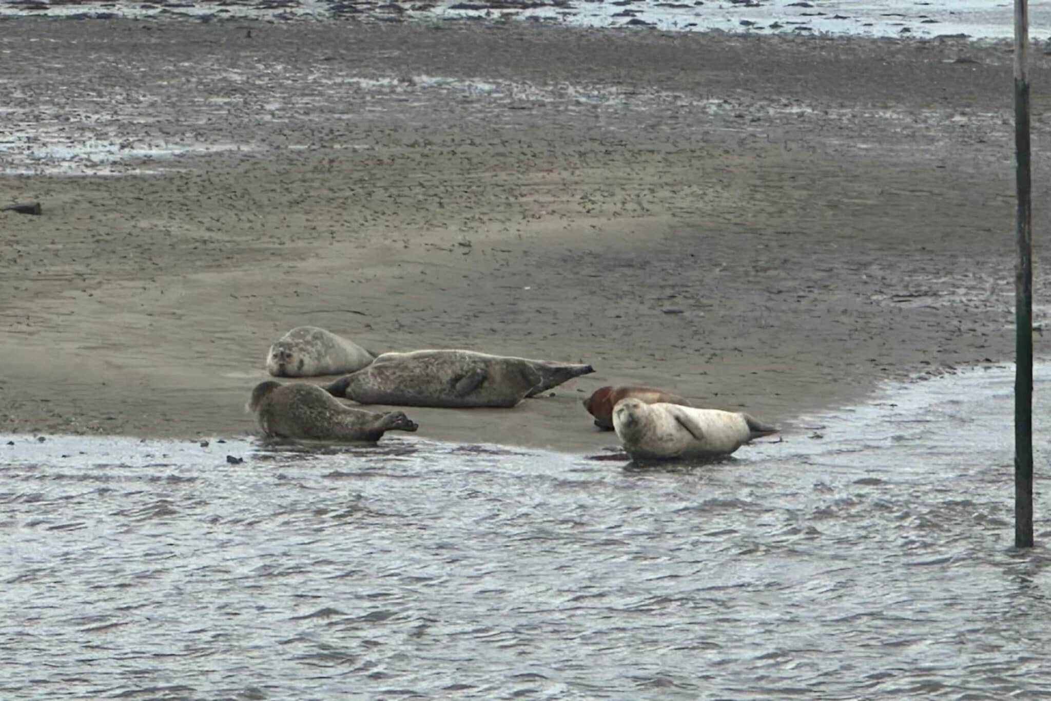 3 persoons vakantie huis in Fanø-By Traum-Waterzicht