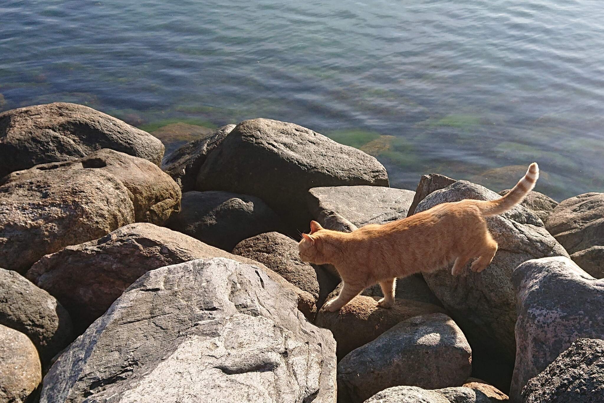 Internet Access DSL, Kitchen(stove(induction), coffee machine, oven, microwave, dishwasher, fridge(+ freezer)), Living/bed room(TV(danish TV channels (DR1 and TV2)), chromecast), bedroom(double bed, TV(danish TV channels (DR1 and TV2)), chromecast), bedroom(double bed), bedroom(double bed), bathroom(washbasin, shower, toilet), heating(electric), terrace, garden, garden furniture, deckchairs, air to air heatpump