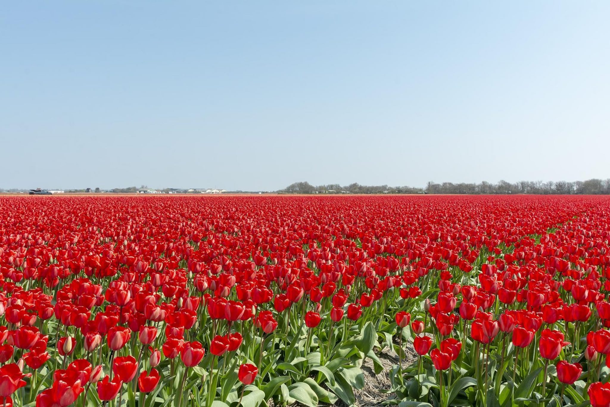 Wijde Blick 307-Image-tags.