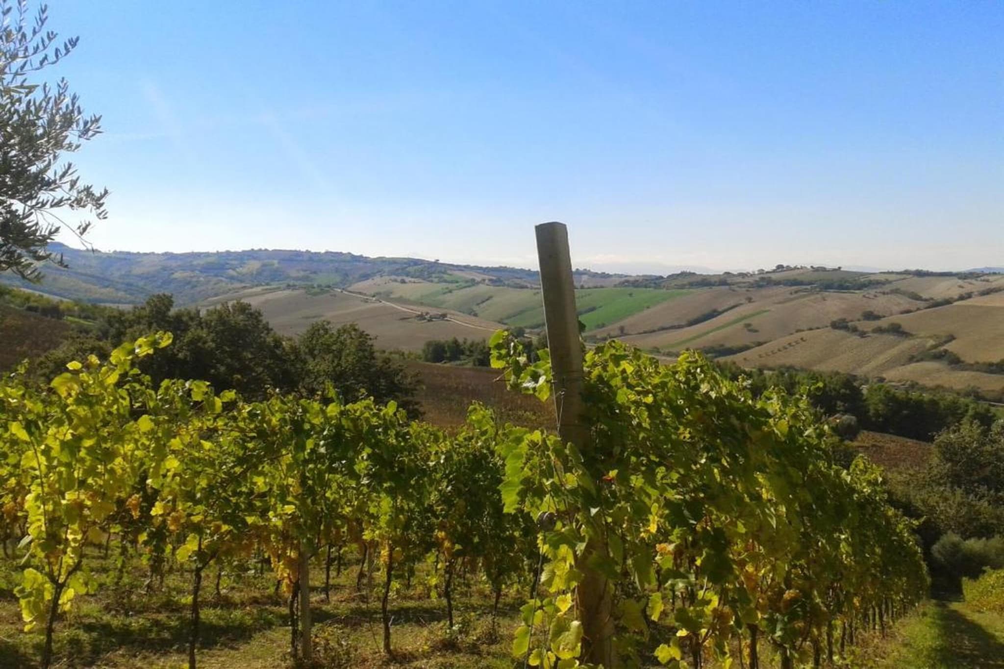 Olio-Gebiete Sommer 20 km