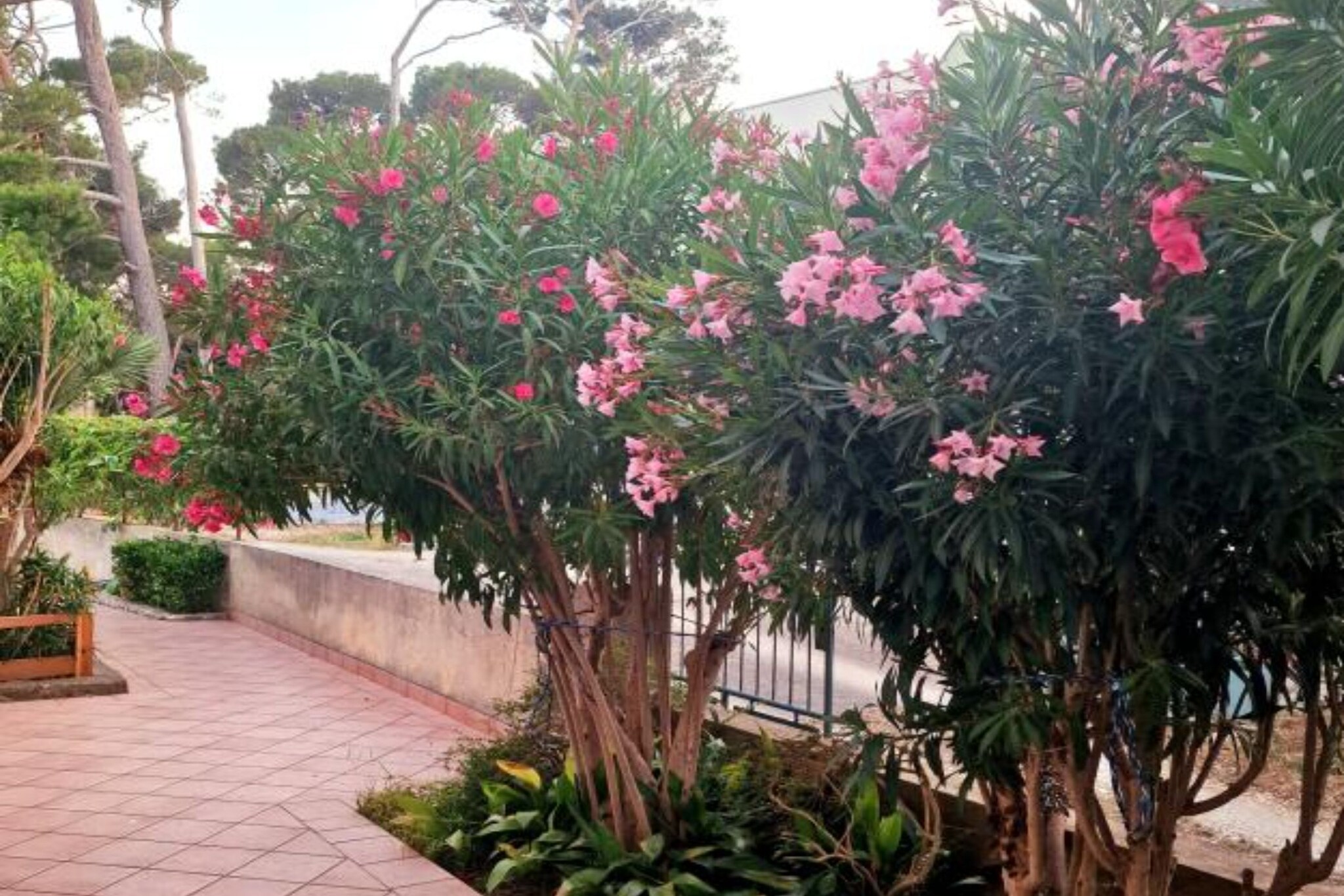 Pansion Belvedere - Two Bedroom Apartment with Terrace (Oliva)-Outdoor