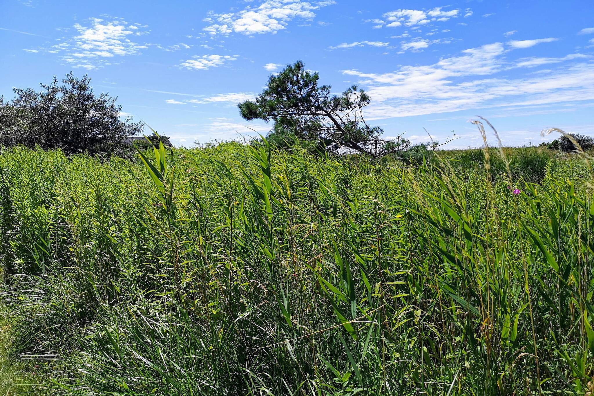 4 person holiday home in KarrebÃ¦ksminde-By Traum