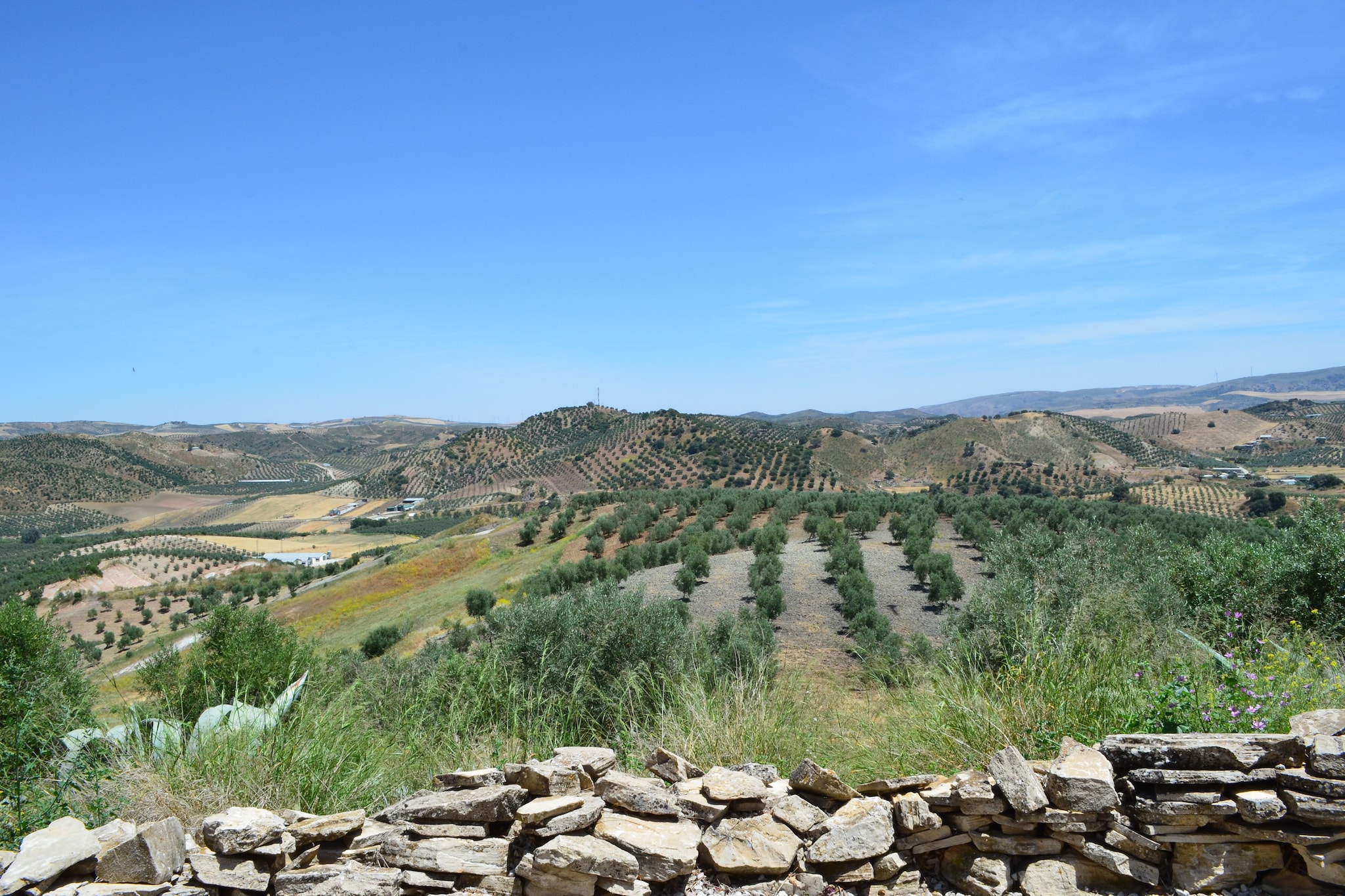 Cortijo Rosario-Gebieden zomer 1km