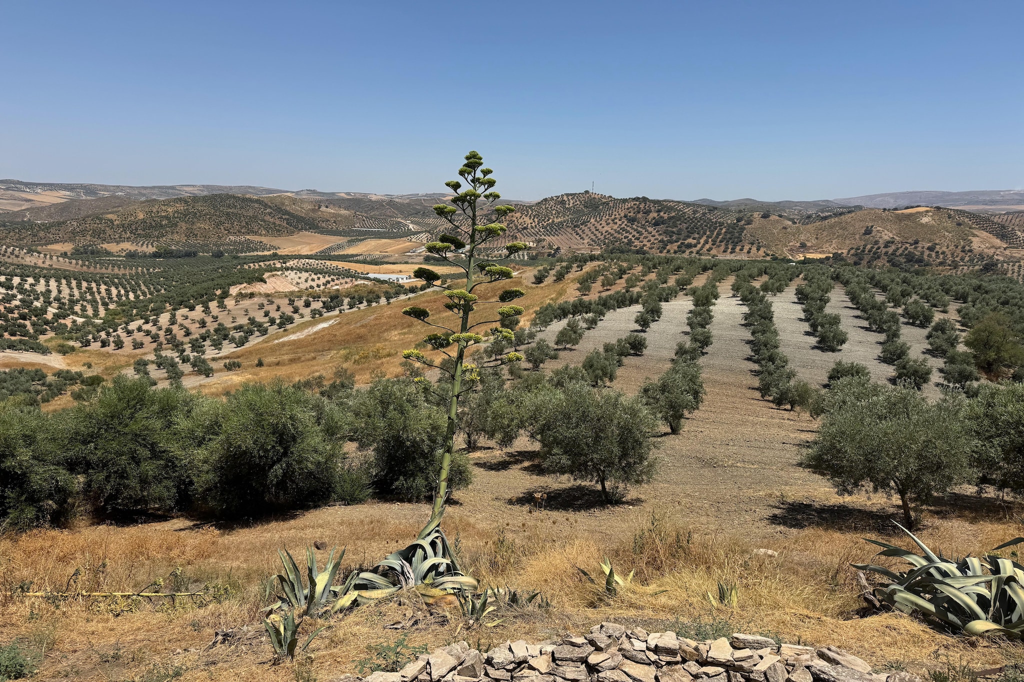 Cortijo Rosario-Gebieden zomer 1km