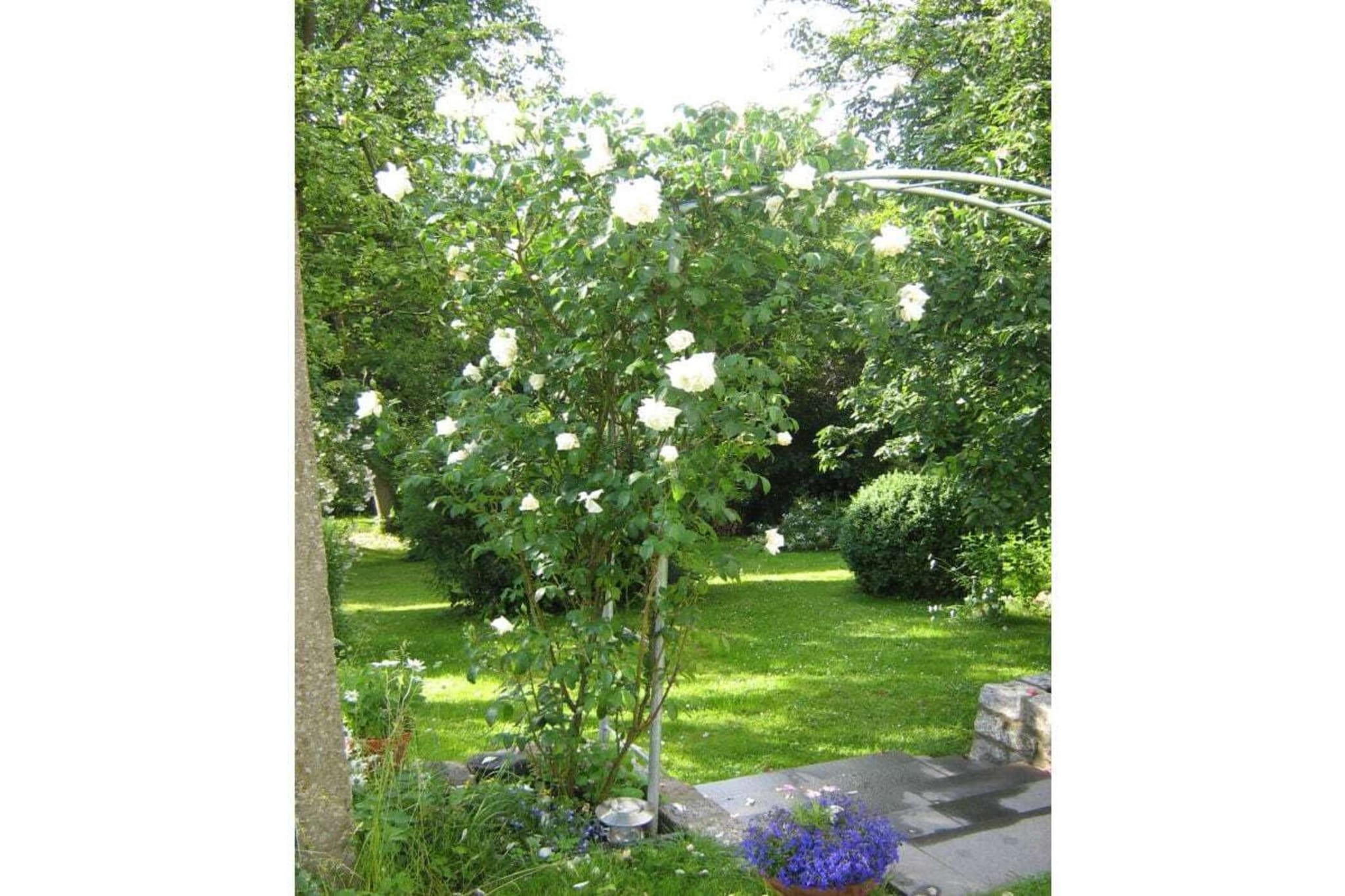 36216-Gardens summer