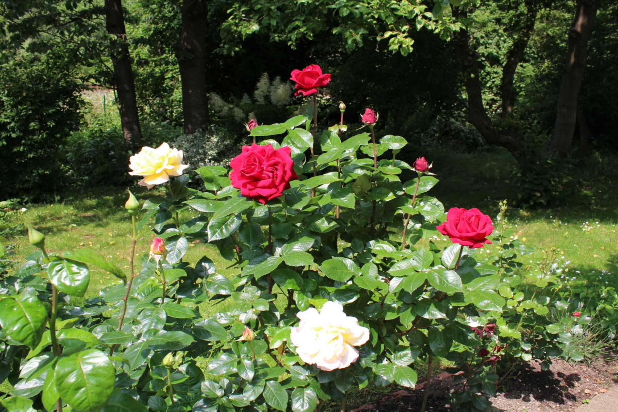 36216-Gardens summer