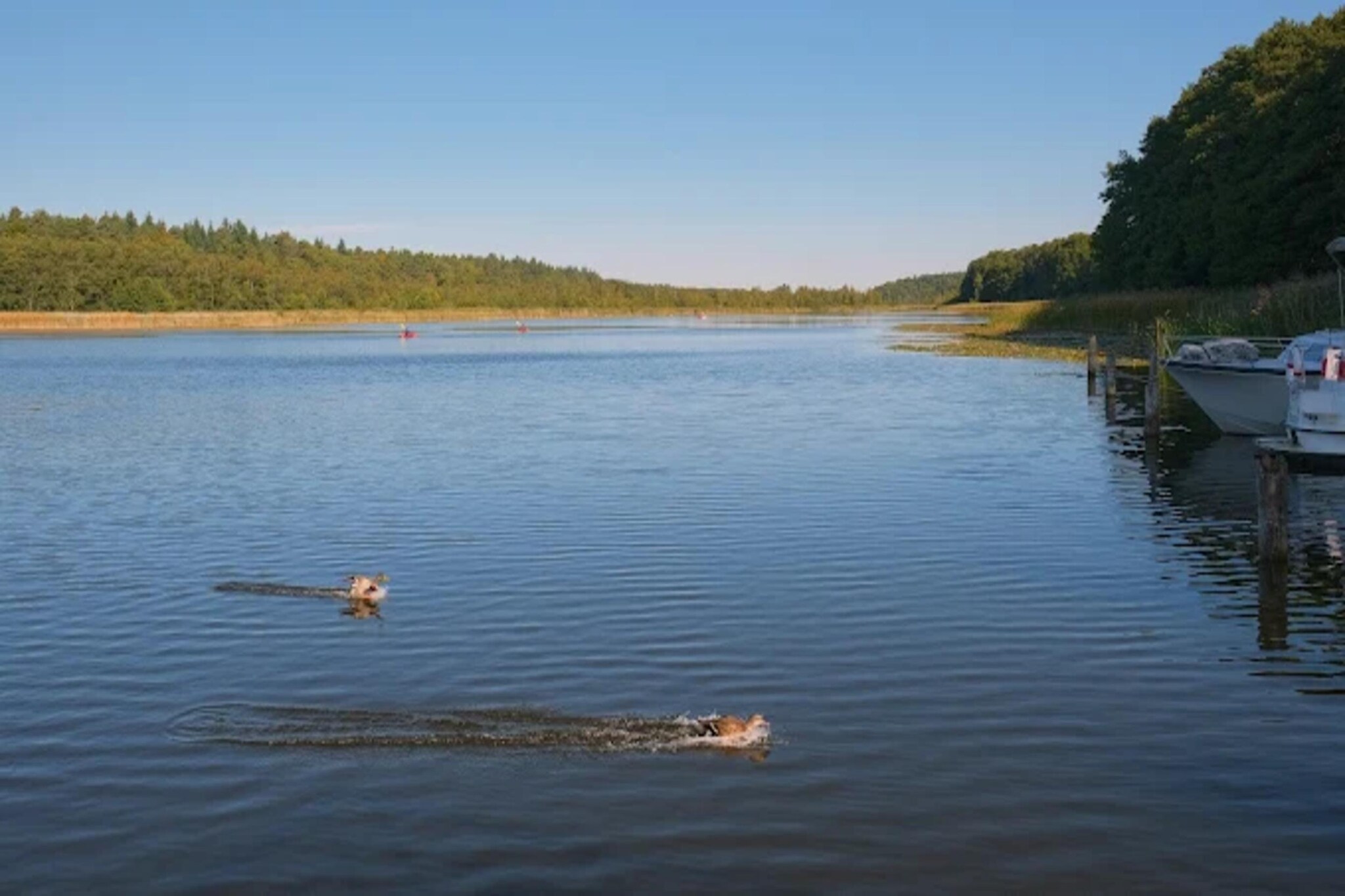 FH Wildgans Comfort Nr 70-Gebieden zomer 1km