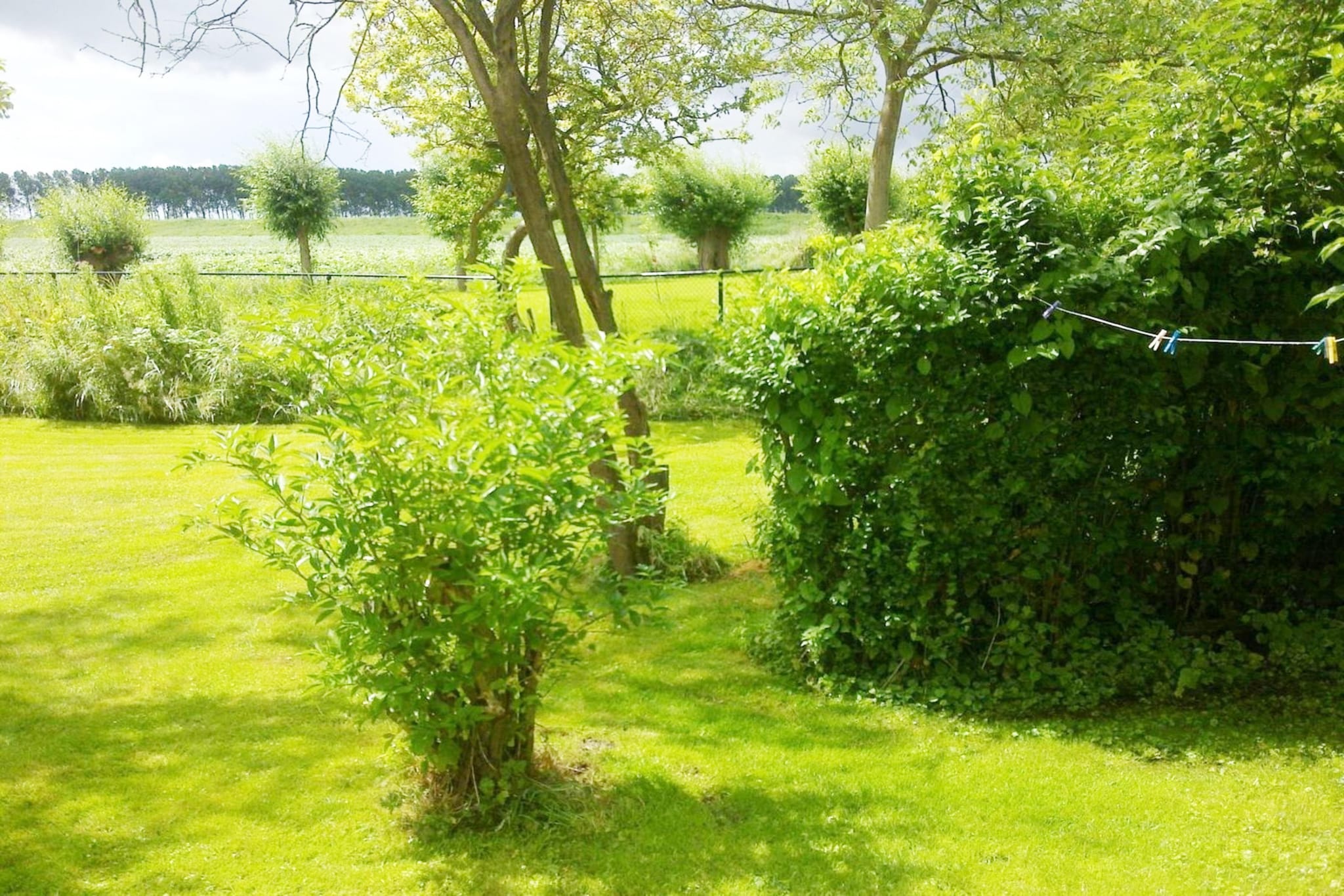 Garden Summer