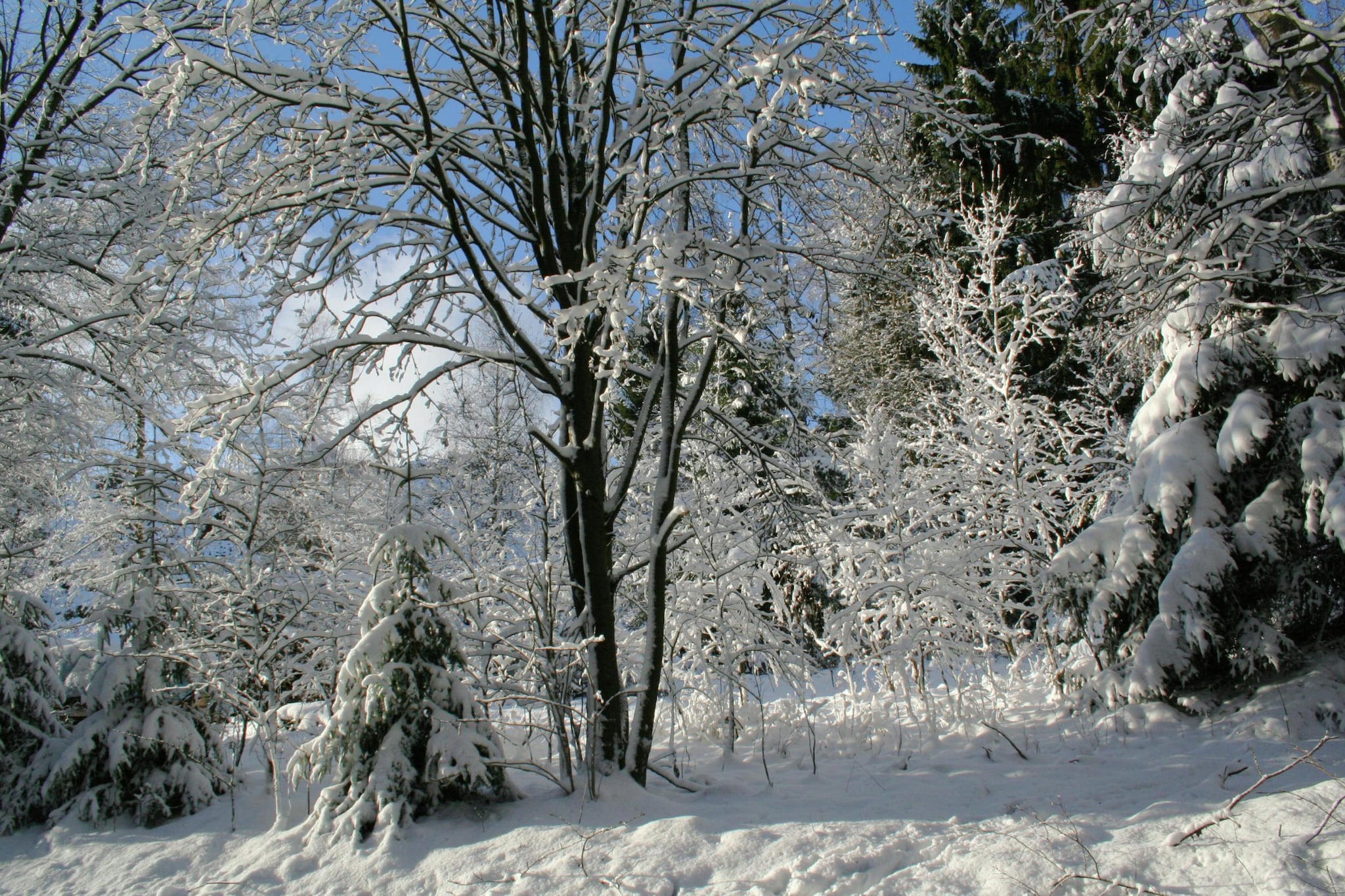 Zum wilden Jakob-Area winter 20km