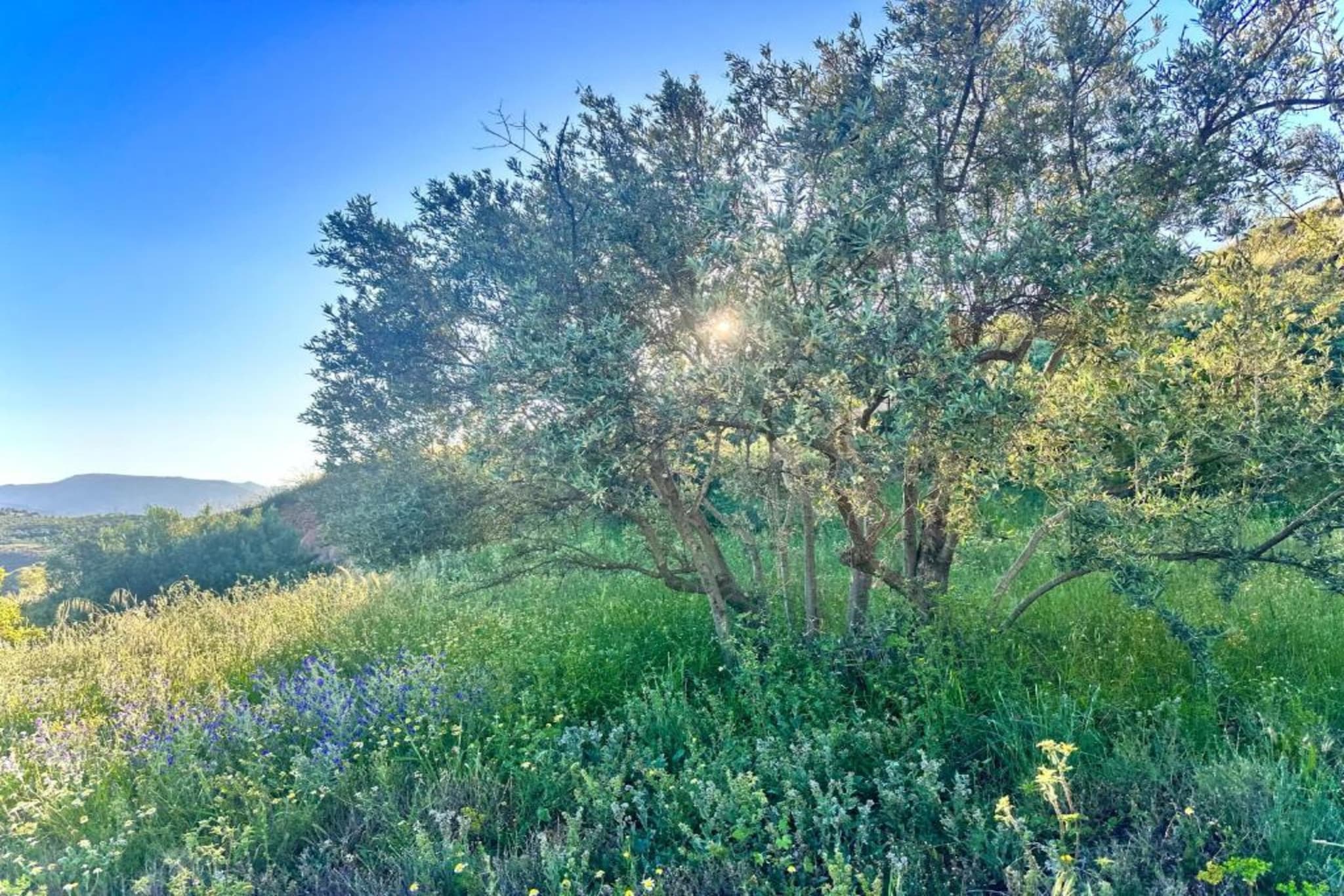 El Ensueno-Gebiete Sommer 5 km
